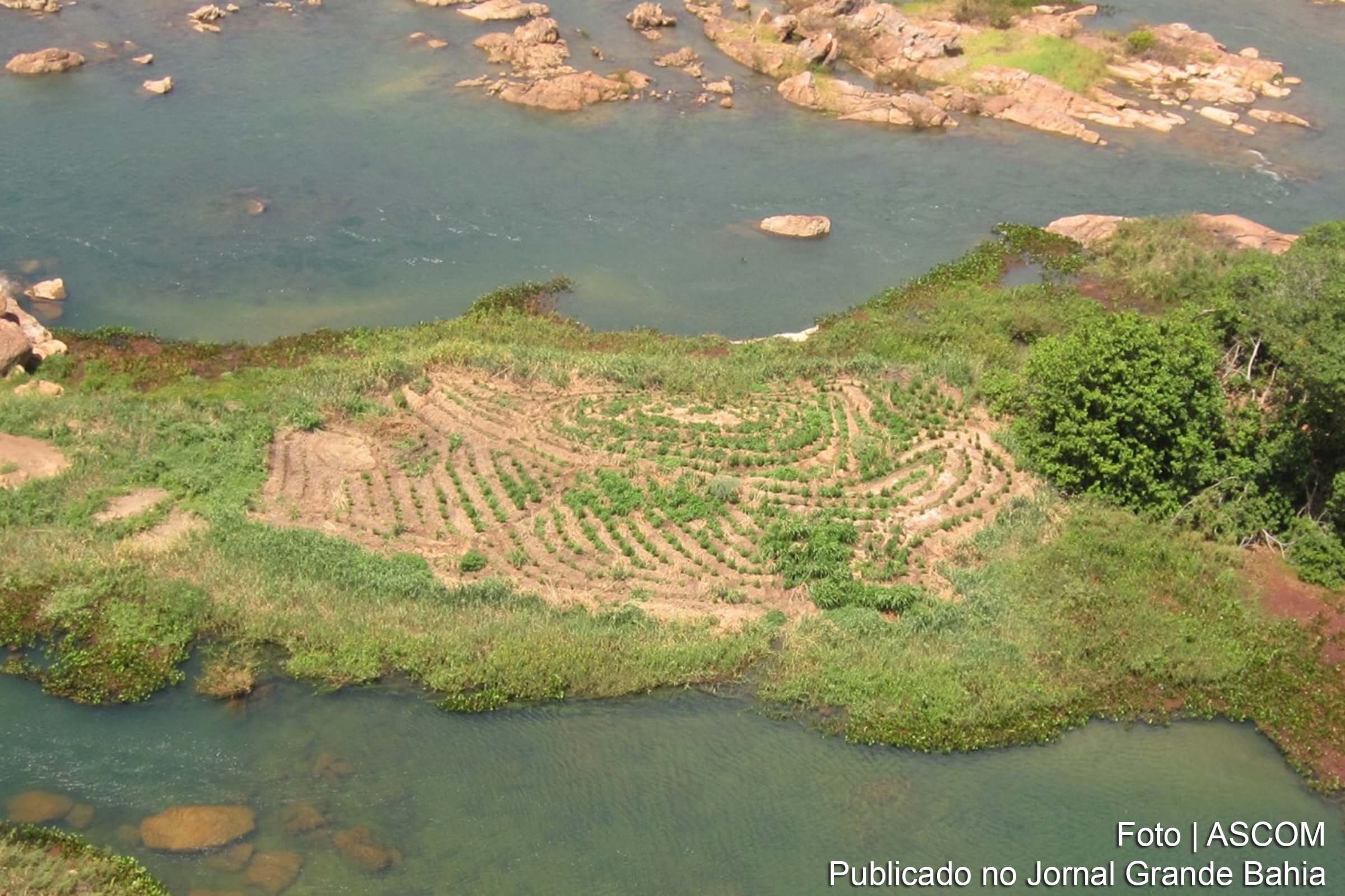 Imagem aérea de plantação de maconha identificada pela Polícia Federal.