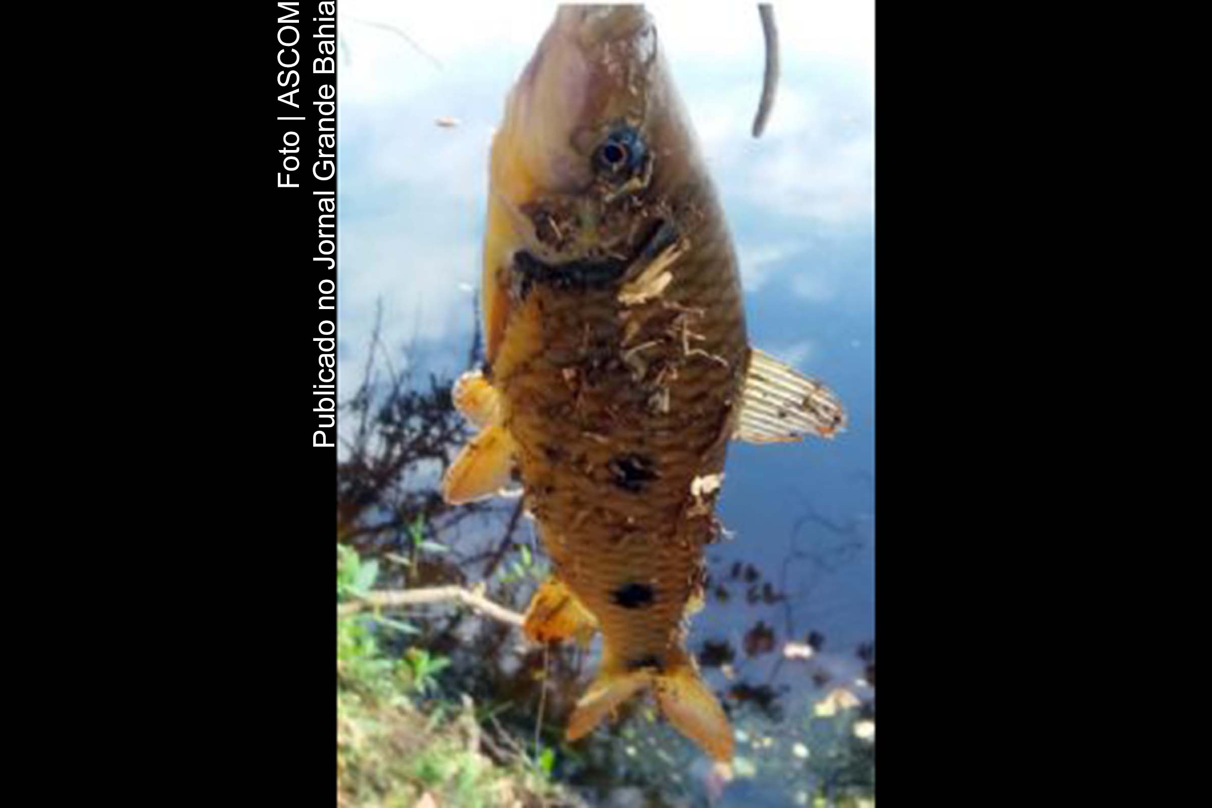 Coletar amostras da flora e ictiofauna - conjunto das espécies de peixes que existem numa determinada região biogeográfica.