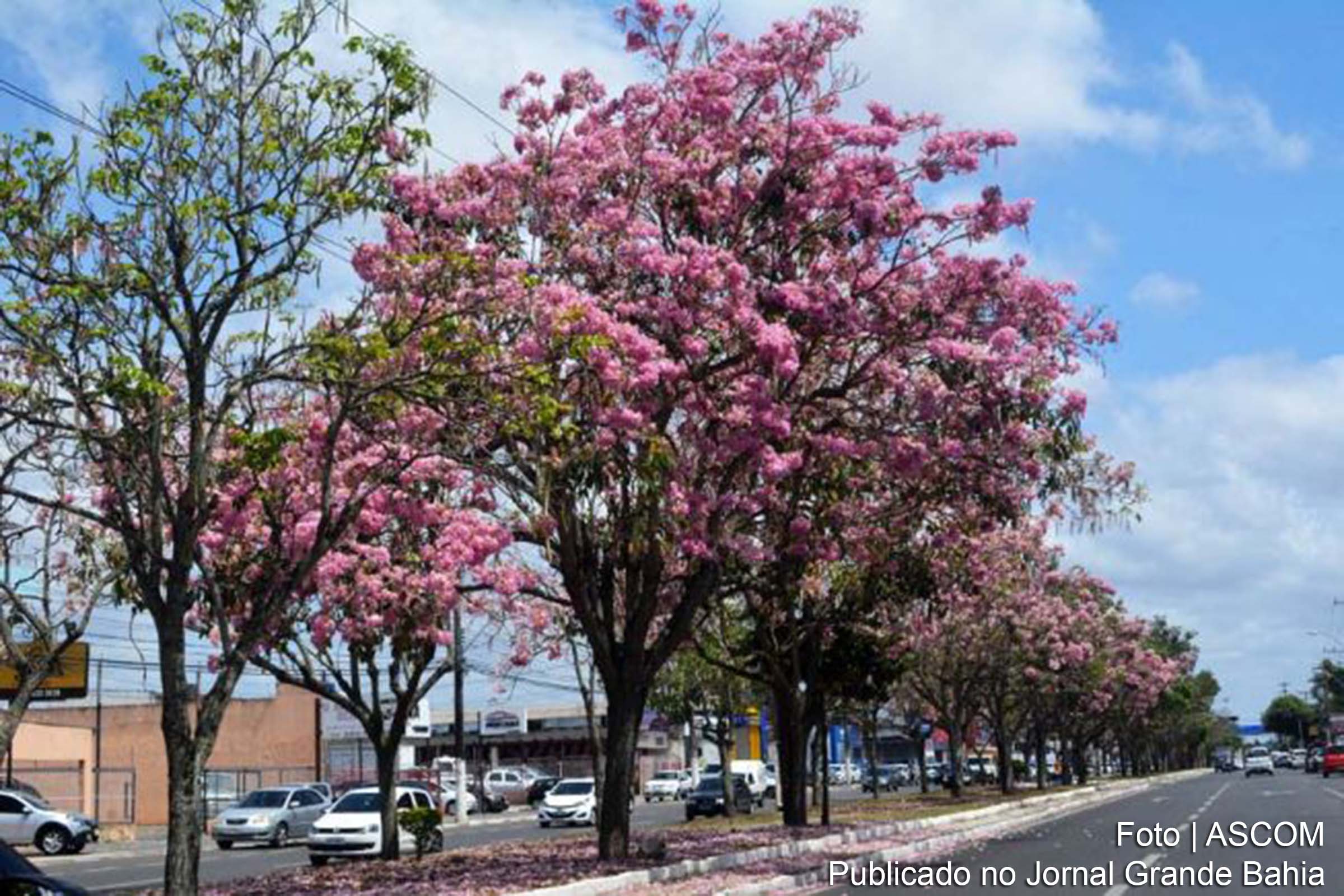 Florada do ipê rosa na Avenida Maria Quitéria.