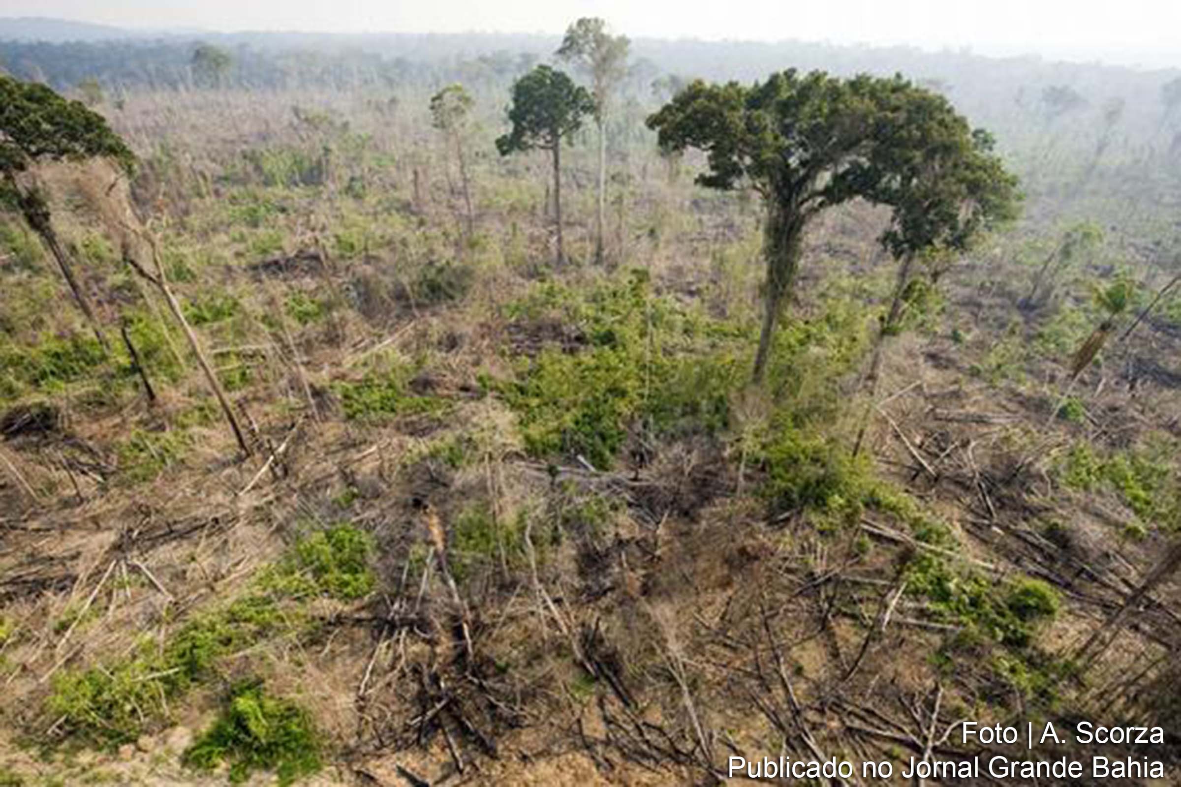 No total, 7.900 km² foram devastados entre julho de 2017 e agosto de 2018.