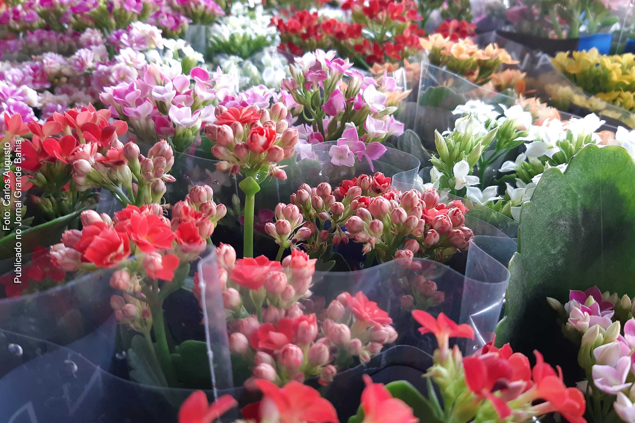 Em Feira de Santana, flores são comercializas durante feira. O festival traz uma variedade em plantas coloridas. São orquídeas, girassóis, rosa do deserto, frutíferas como goiabas roxas, jabuticabas hibridas.