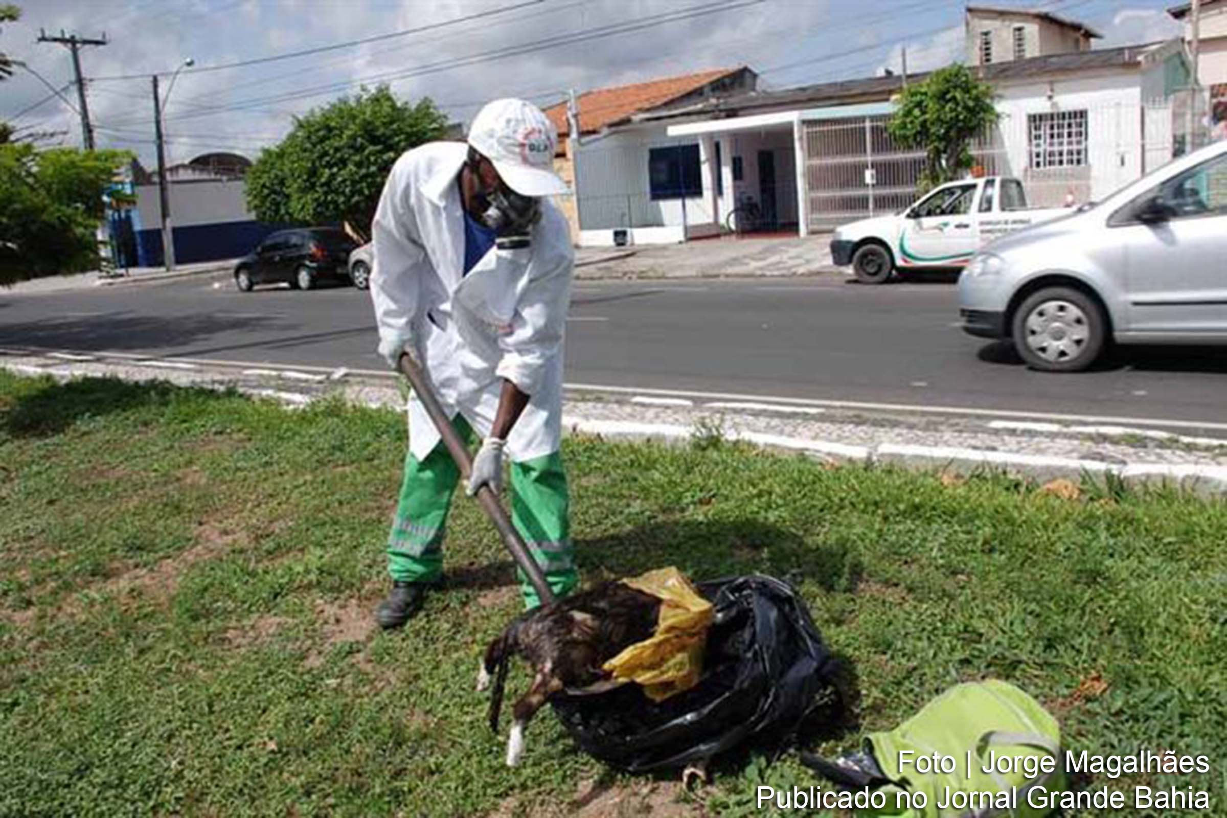 Em média, 35 animais mortos, de pequeno porte, como cães e gatos, são recolhidos, diariamente, em Feira de Santana.