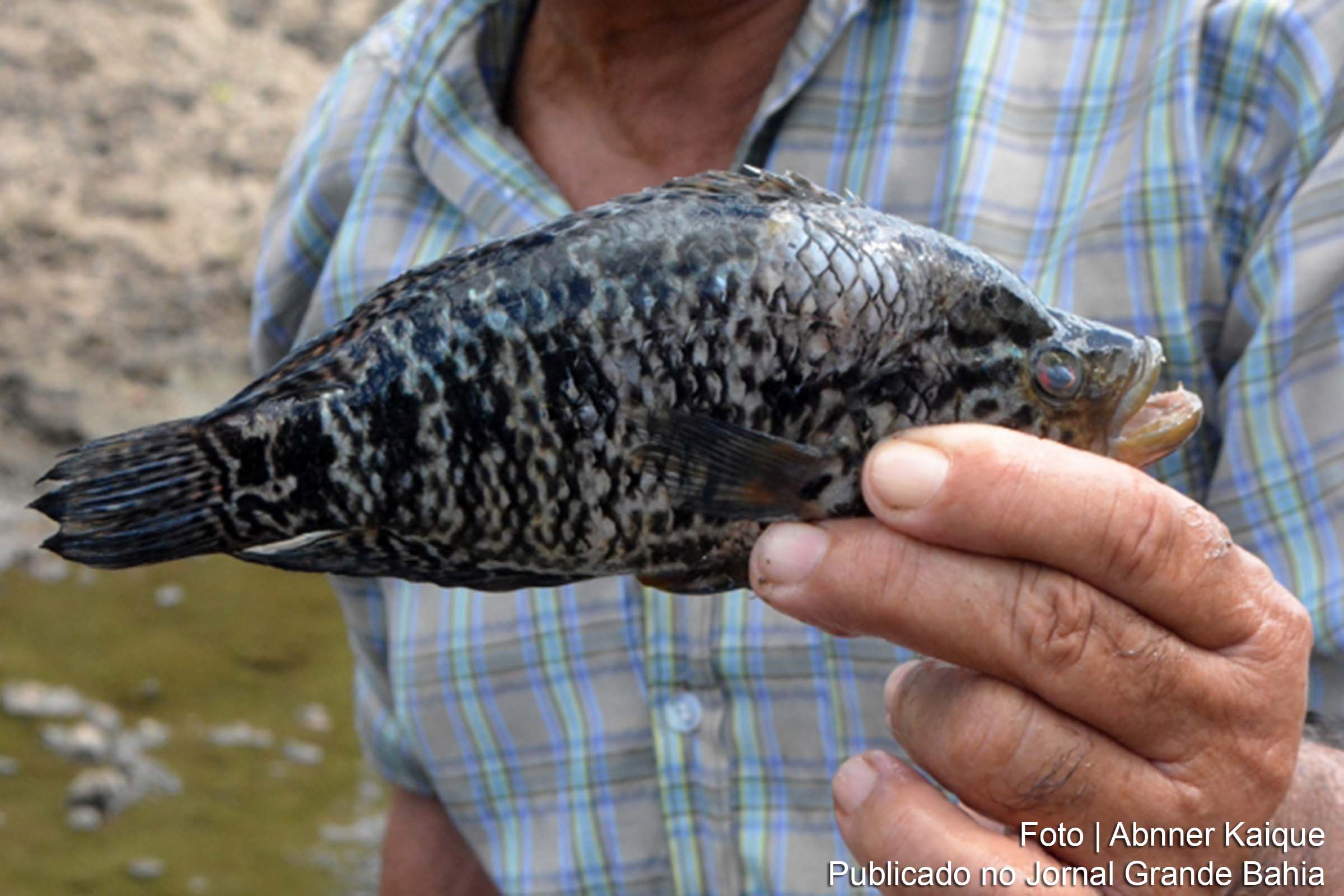 Espécie de peixe encontrada em Feira de Santana preocupa técnicos da Prefeitura