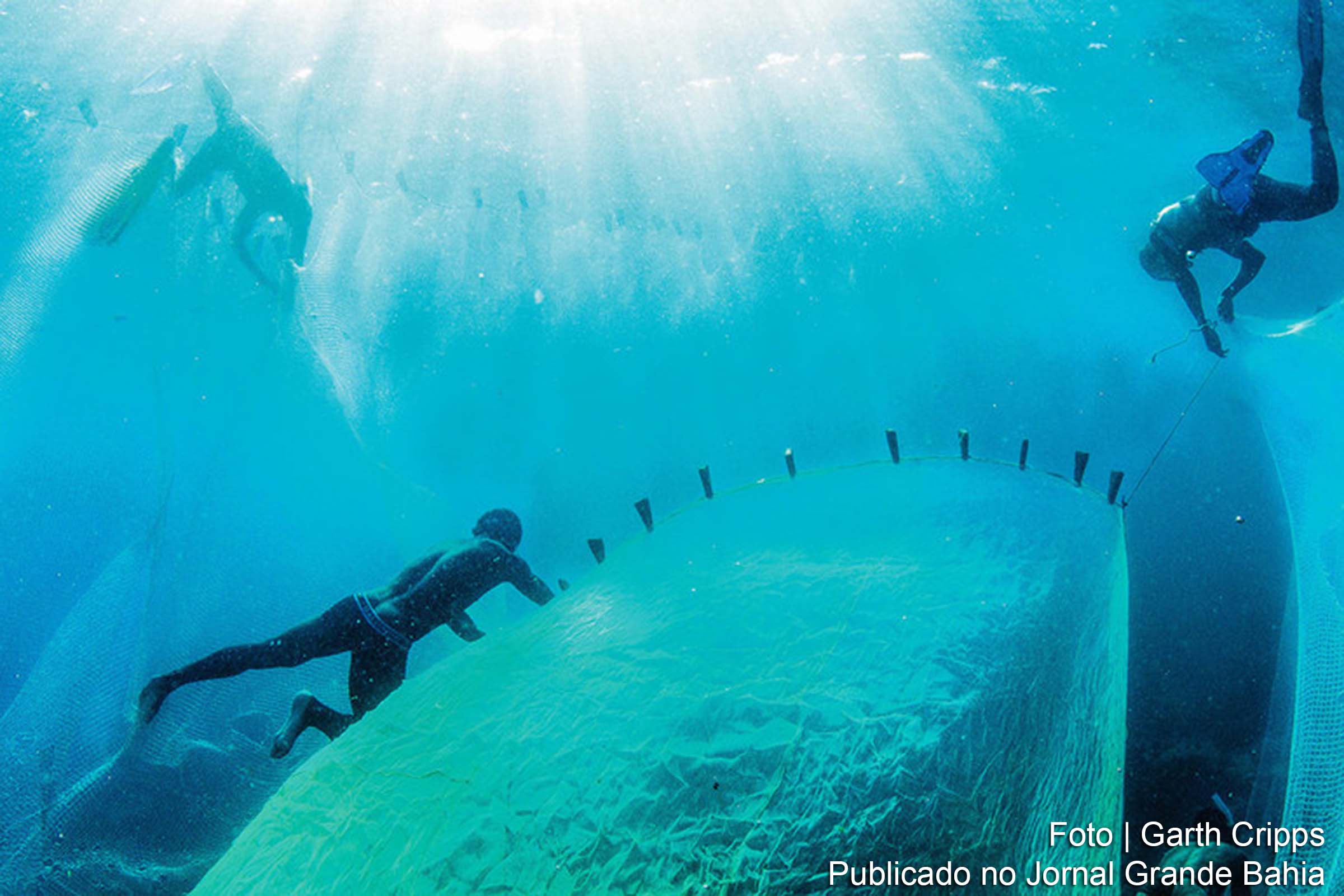 Mais de 40% das espécies de anfíbios, quase 33% dos recifes de corais e mais de um terço de todos os mamíferos marinhos estão ameaçados..