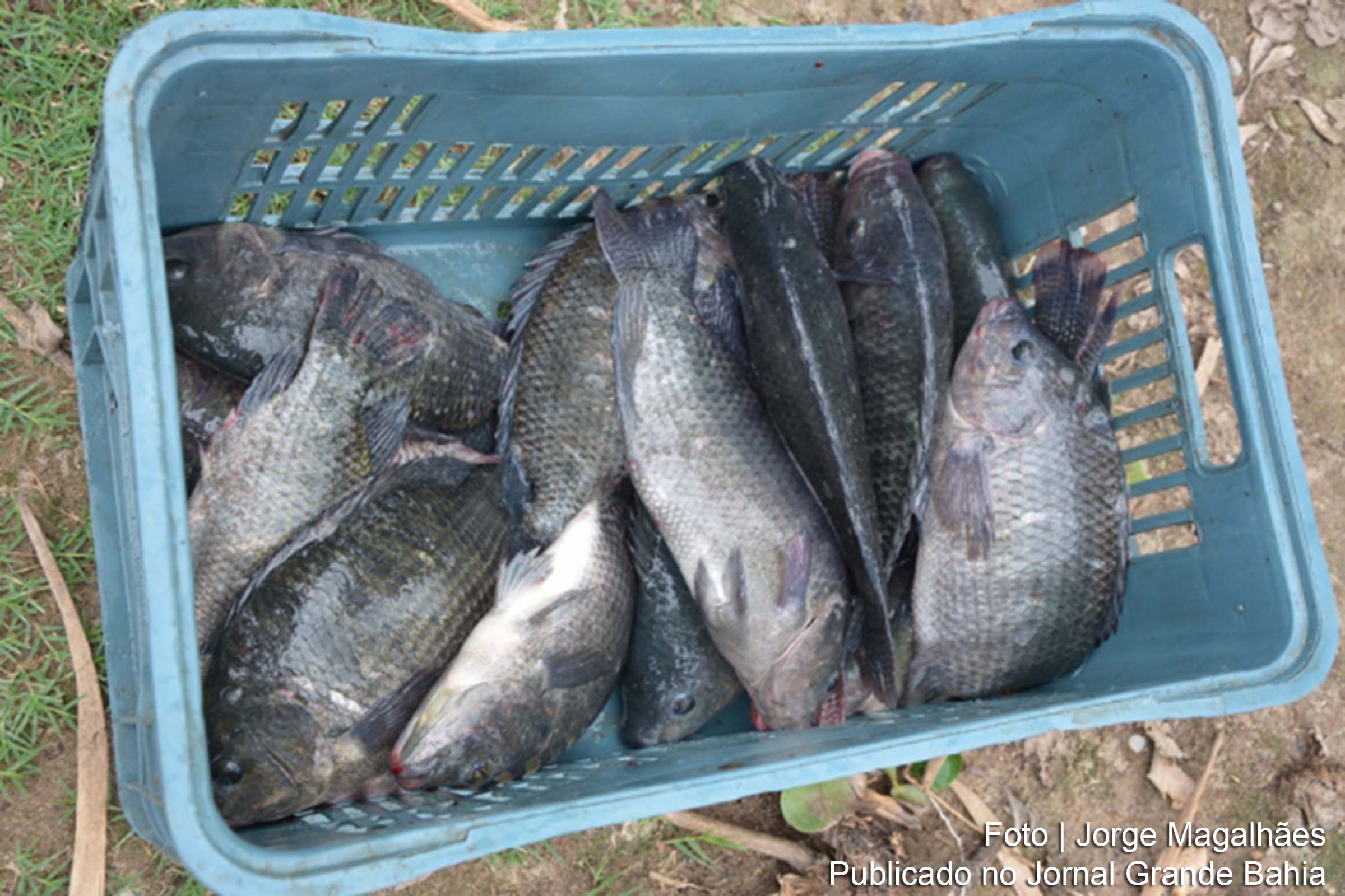 Implantação do projeto de criação de tilápias com a água dessalinizada dos poços artesianos.