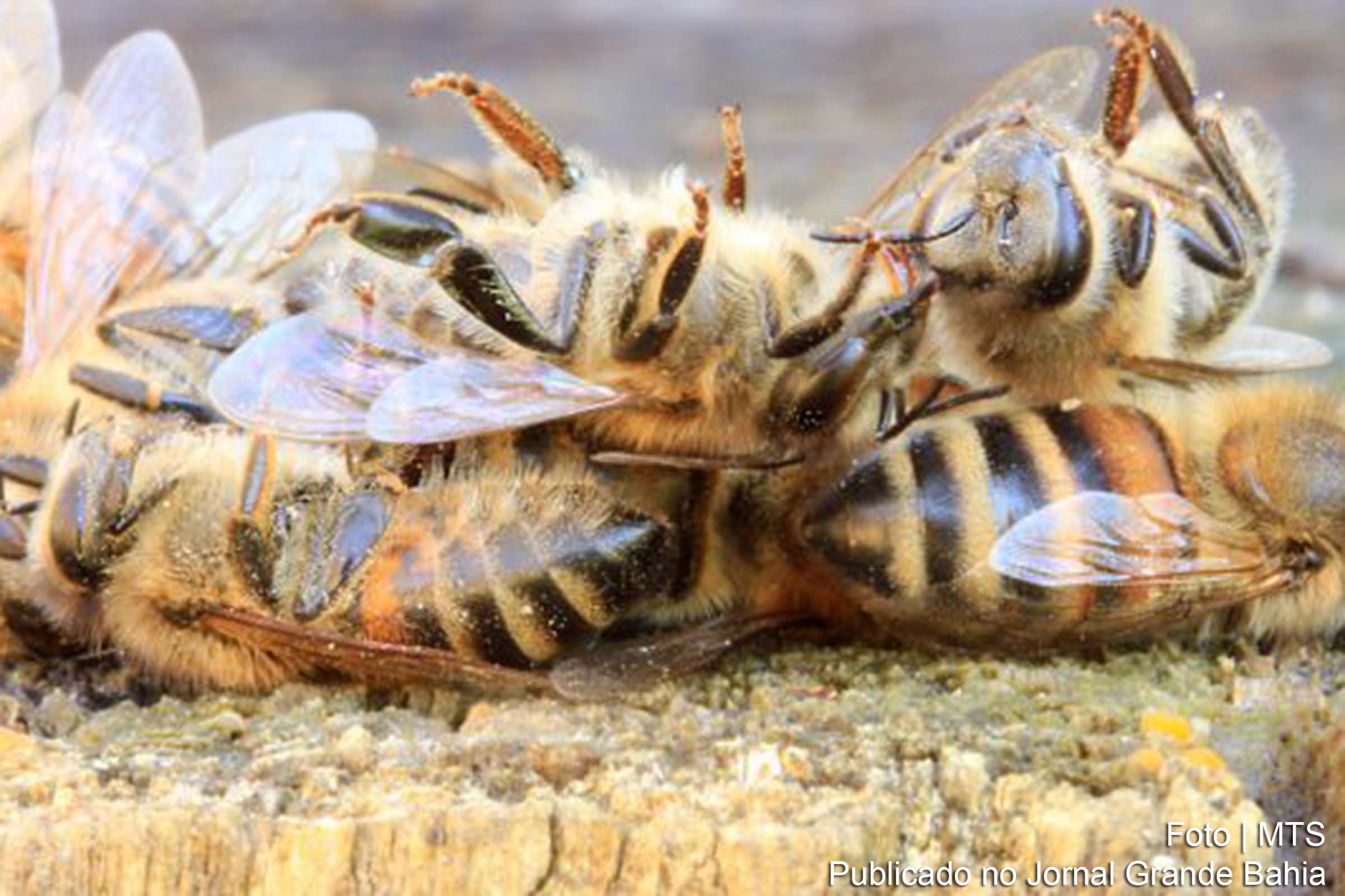Abelhas mortas durante extermínio provocado pelo agrotóxico.