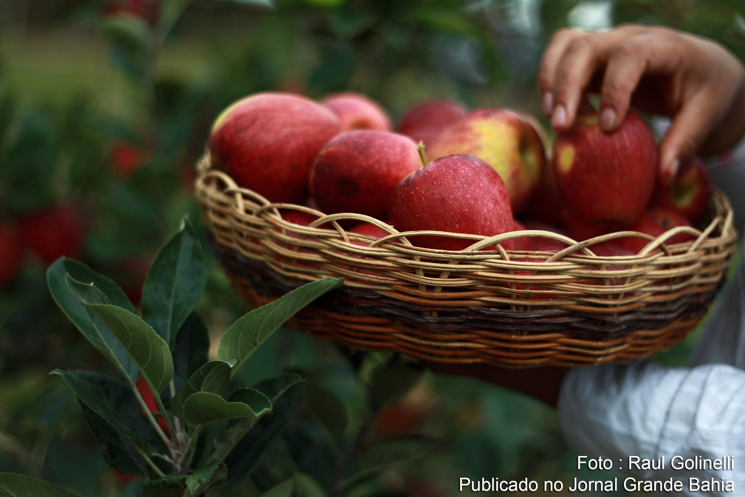 Equipe do Governo do Estado busca alianças produtivas para agricultura familiar em Morro do Chapéu