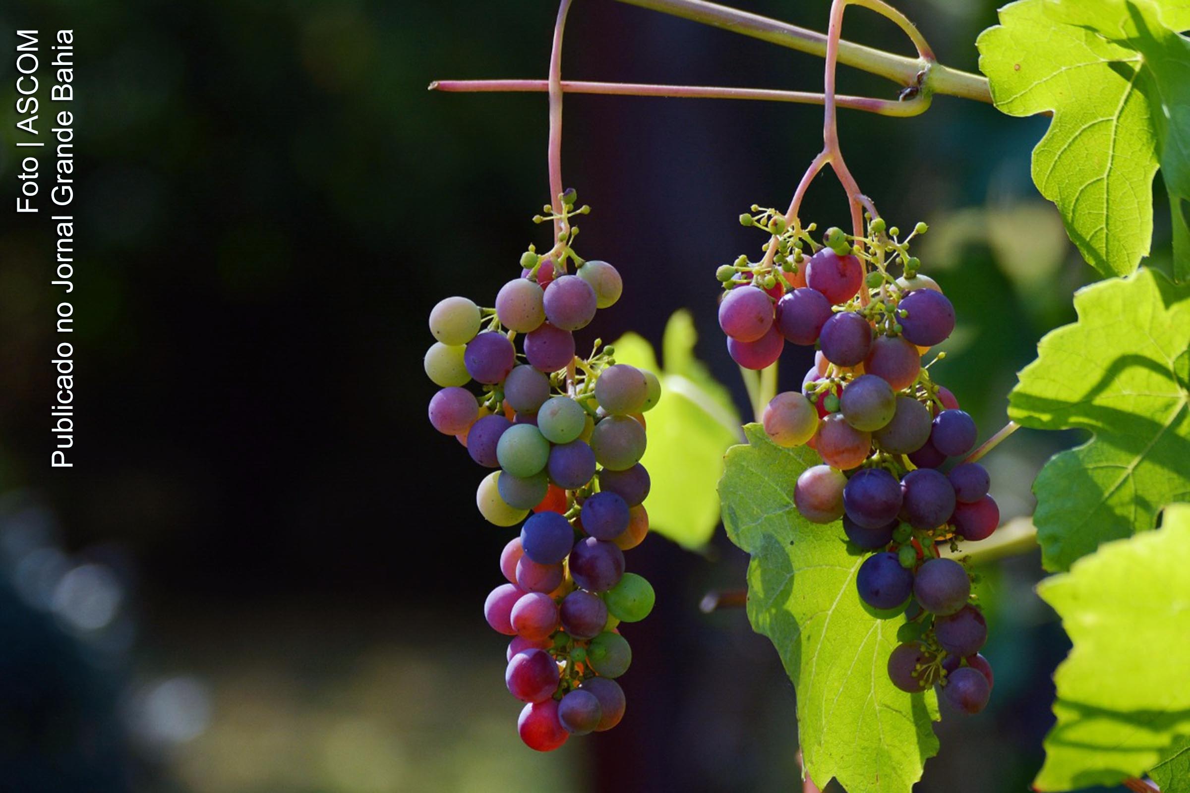 Acordo entre Bahia e Pernambuco amplia segurança sanitária na produção de frutos.