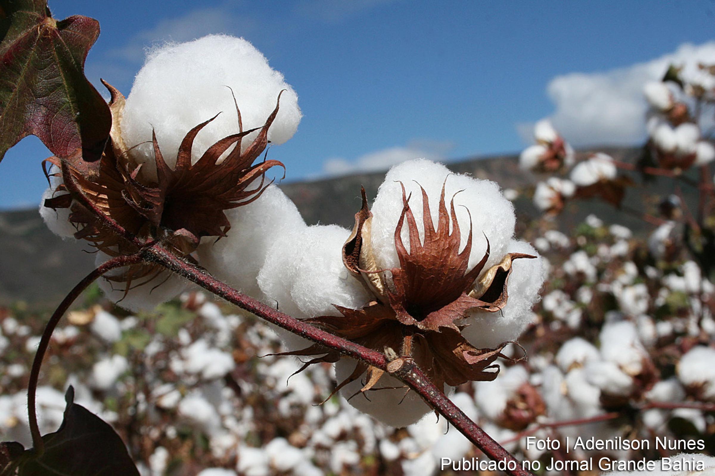 Bahia é destaque nacional na produção de algodão.