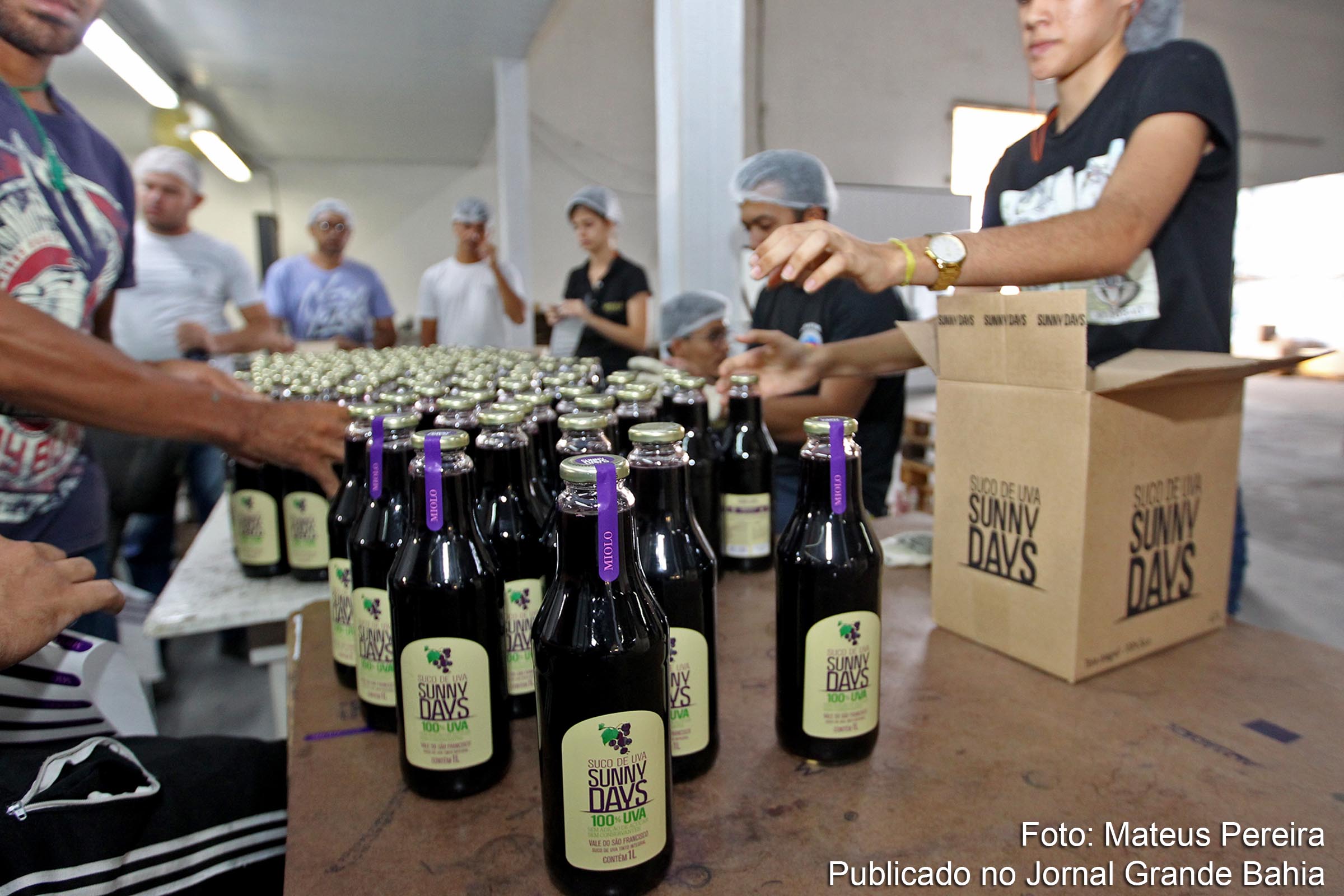 Vinícola Terra Nova do Grupo Miolo, no município de Casa Nova, no Vale do São Francisco 20190808