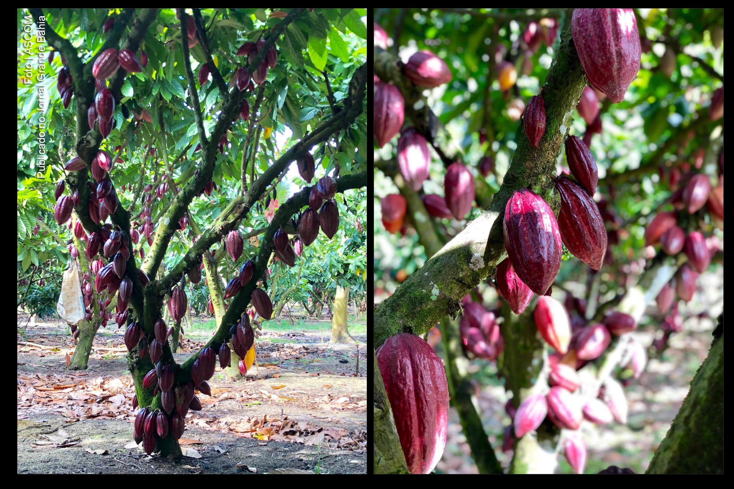 SDR e Consórcio CIAPRA firmam parceria para potencializar produção de cacau no Baixo Sul da Bahia