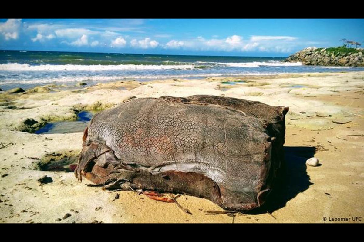 Volumes estranhas têm chegado às praias do Nordeste desde outubro de 2018. Close do material de uma das "caixas" misteriosas.