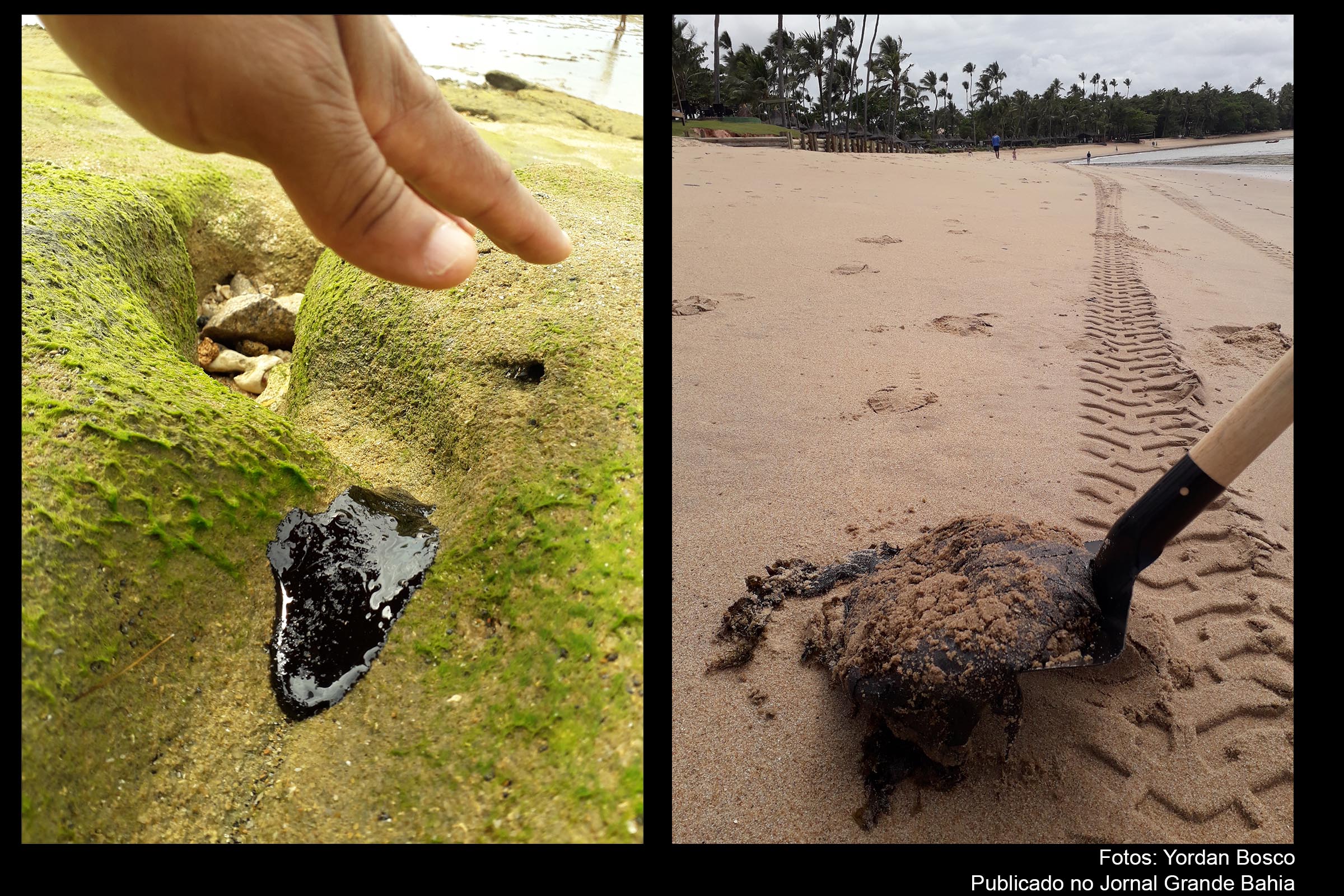 Zona costeira de Praia do Forte foi degrada por óleo oriundo de alto-mar.
