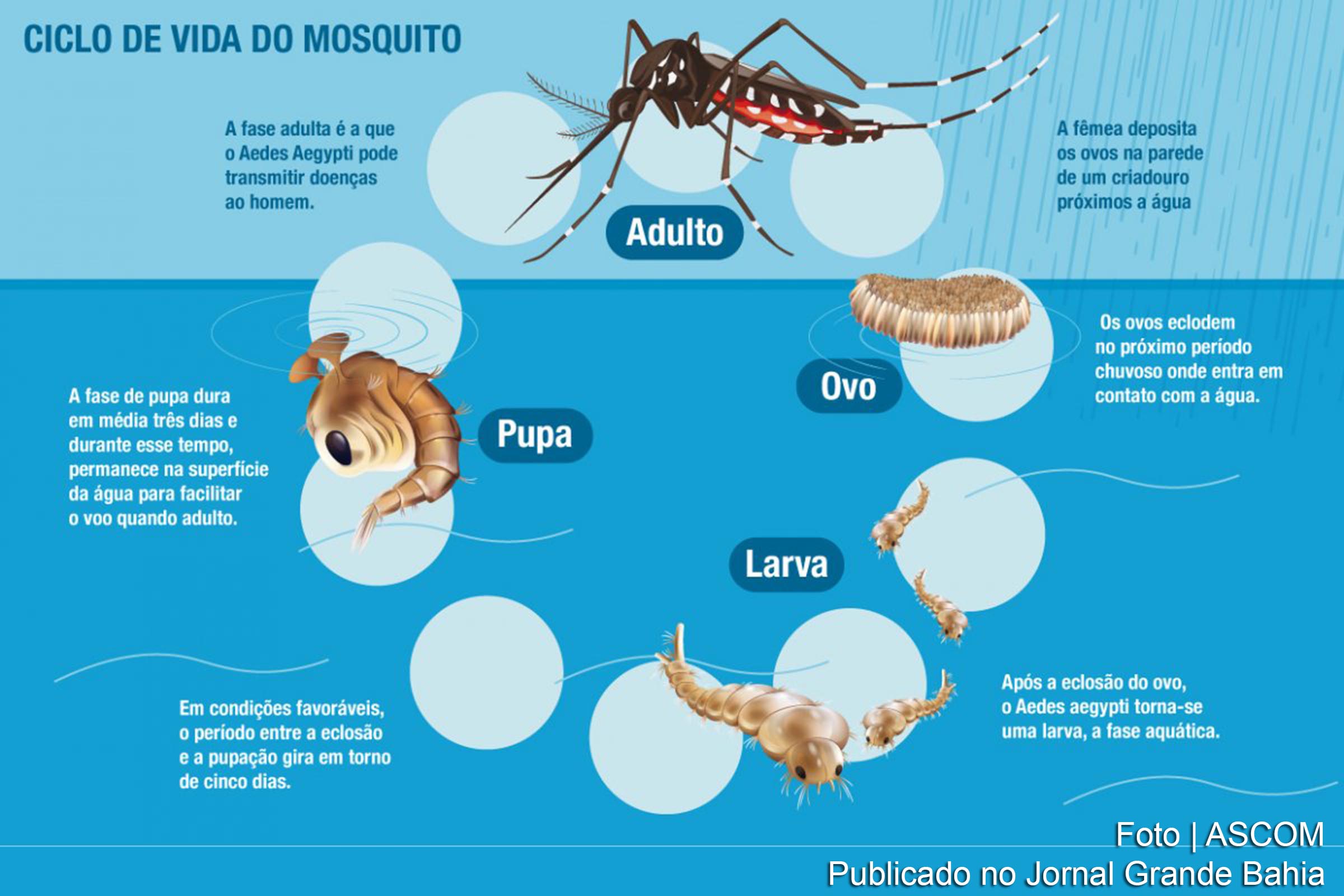 Infográfico apresenta ciclo de vida do Aedes Aegypti.
