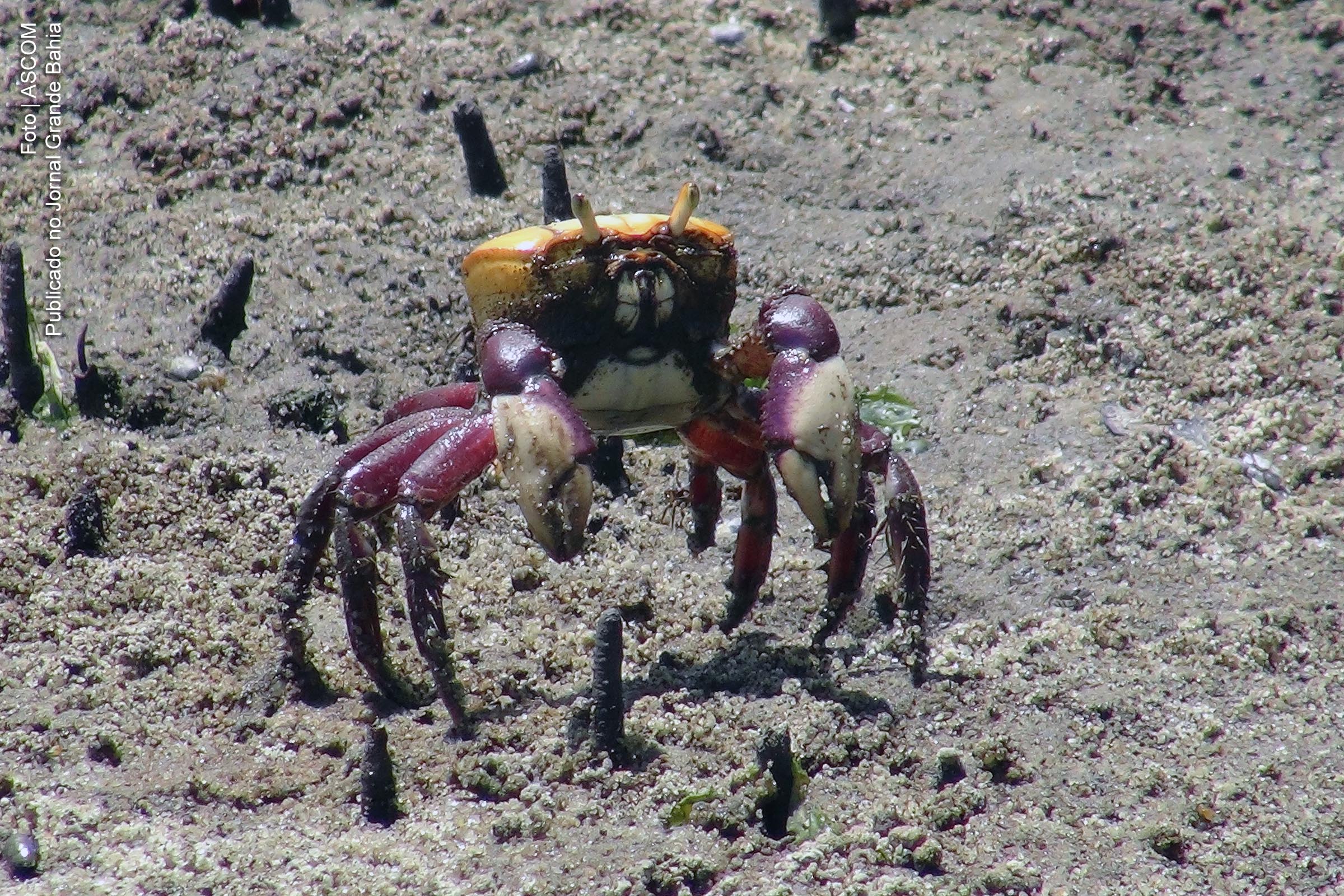 Têm início segundo período de defeso do caranguejo, alerta IBAMA