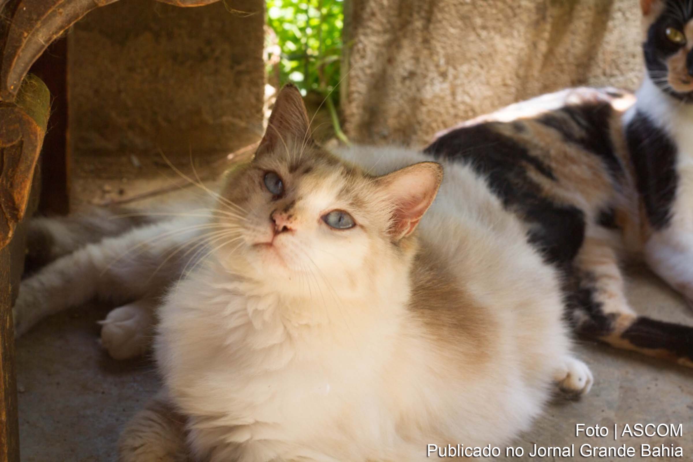 Evento de Adoção de Animais do Instituto Patruska.