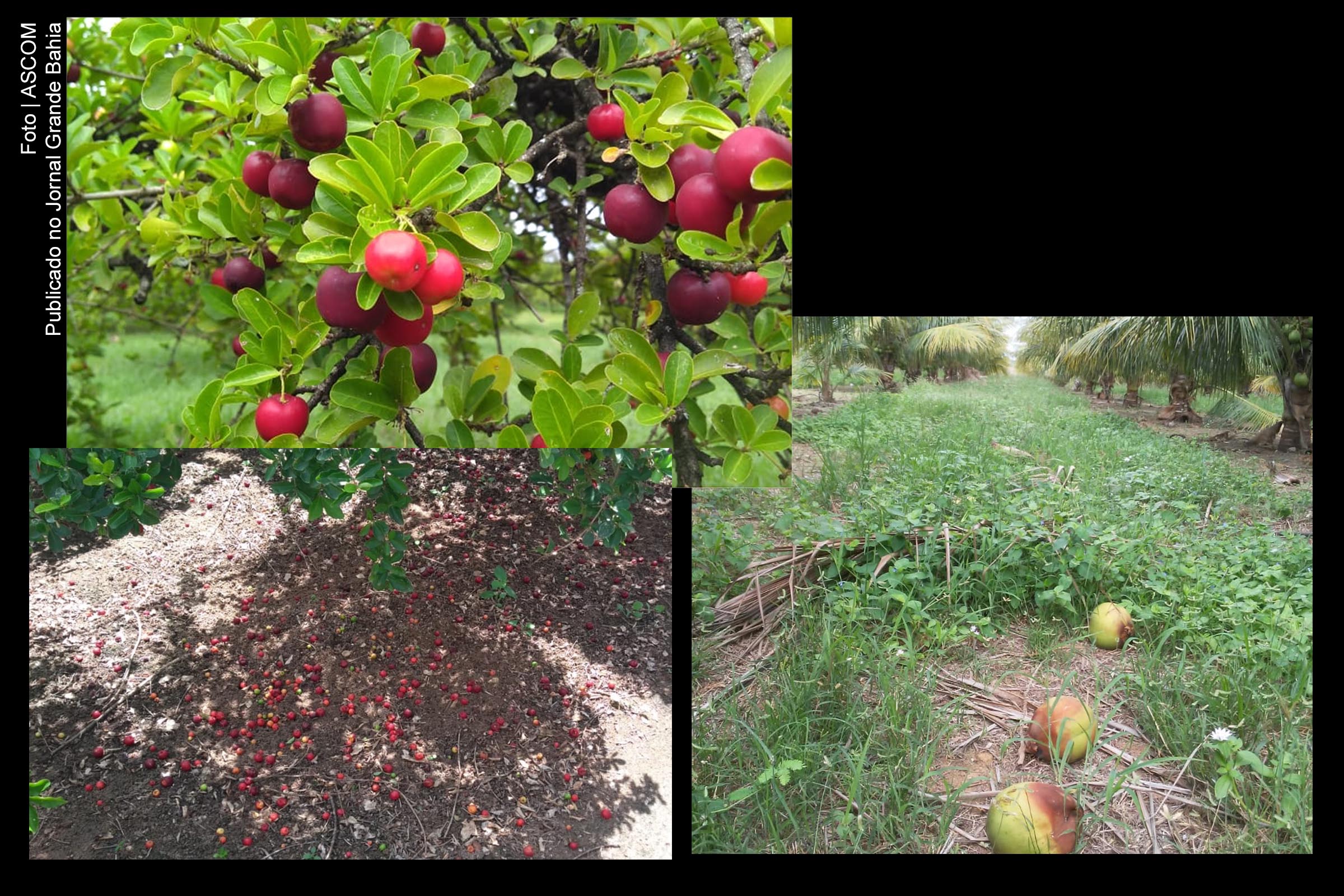 Produção de frutas é perdida com crise econômica decorrente da pandemia de Covid-19. Para muitos do setor, prejuízo é de 100%. Alguns agricultores estão doando a produção para evitar perda total.