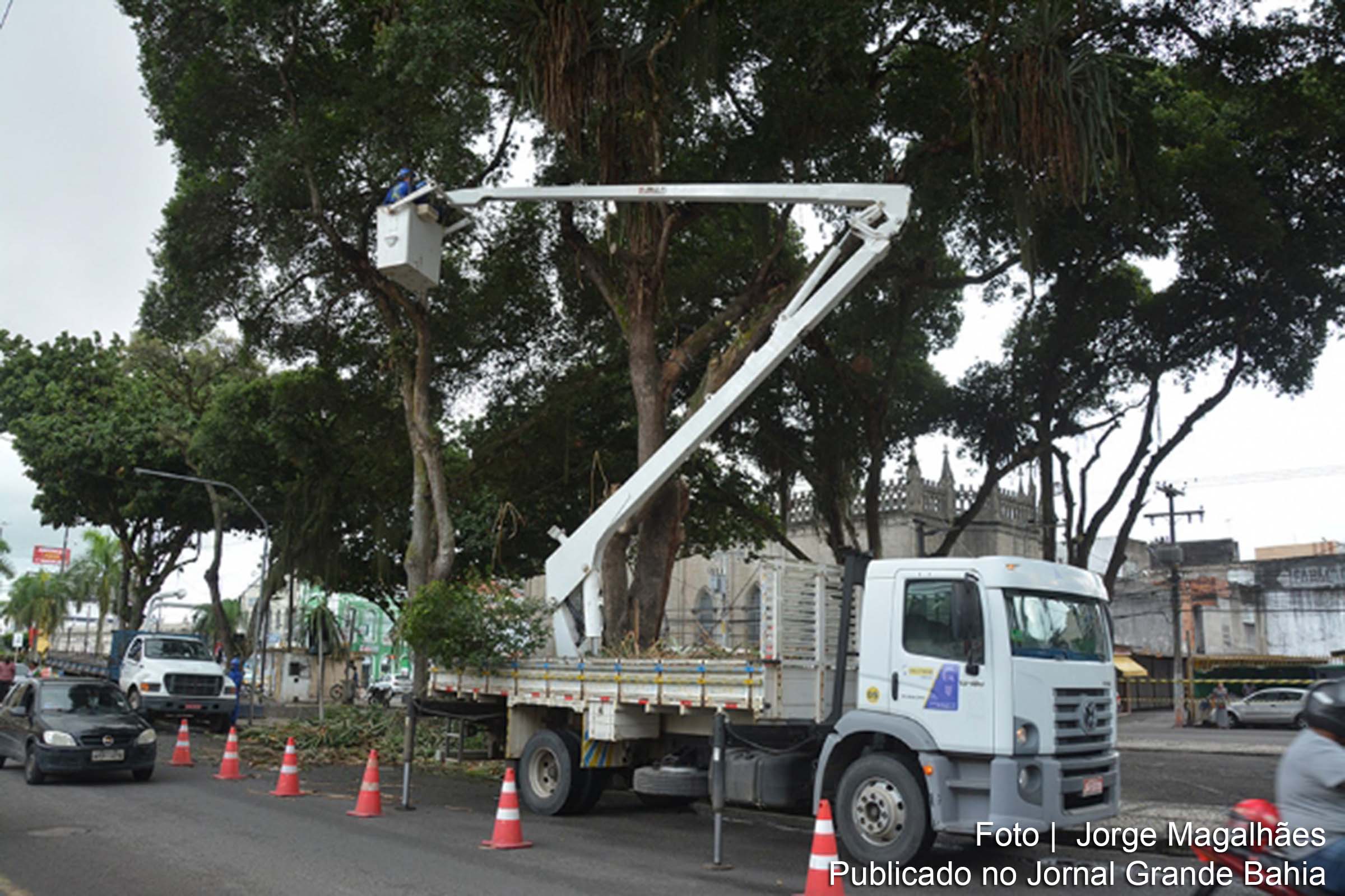 Departamento de Áreas Verdes da Secretaria Municipal de Serviços Públicos está realizando uma ação preventiva, removendo plantas parasitas que infestaram as árvores do estacionamento da Prefeitura.