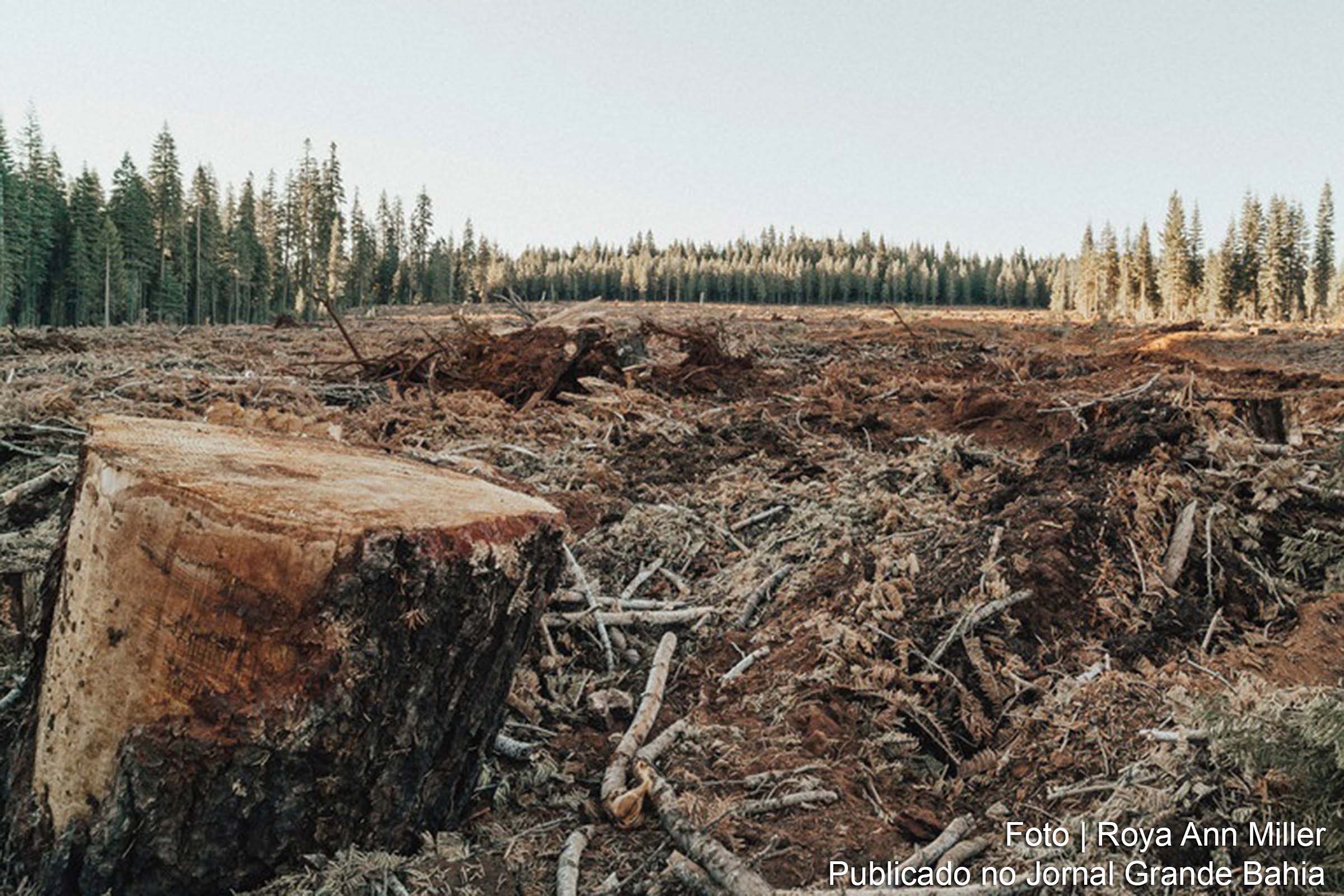 Perdas florestais diminuem com aumento de gerenciamento sustentável, diz FAO