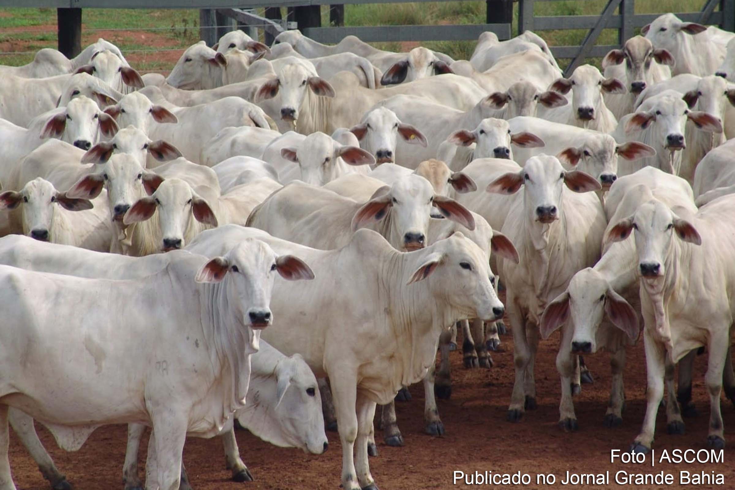 Prossegue campanha de Vacinação contra a Febre Aftosa na Bahia.