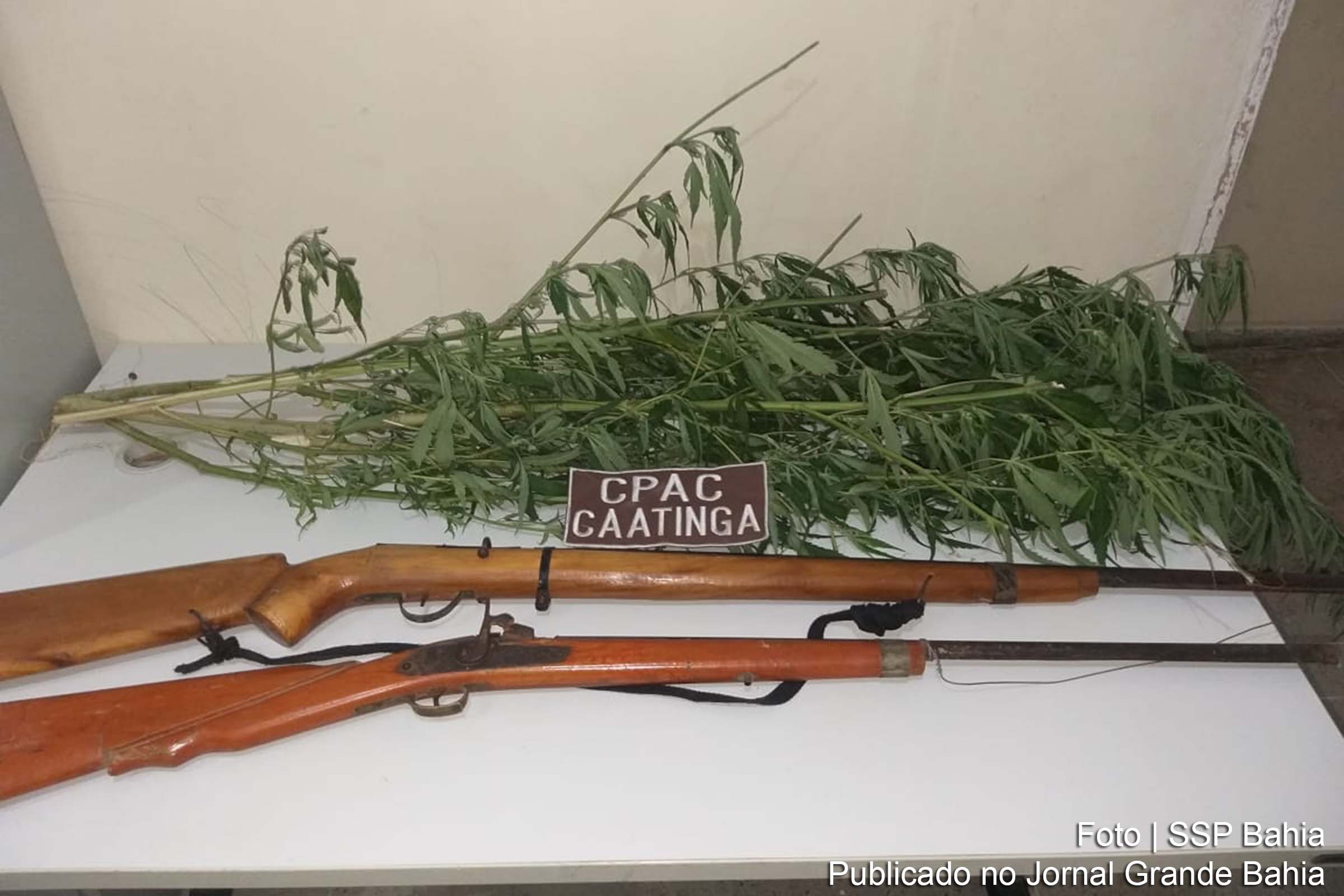 Roça com mais de 200 pés da erva era mantida com irrigação manual. Armas e veículos também foram apreendidos pela polícia.