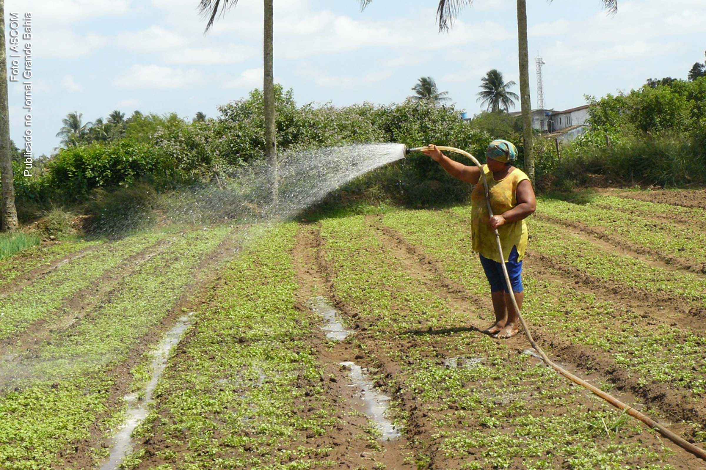 Governo Rui Costa informa que mais 39.182 famílias de agricultores familiares vão receber o auxílio de R$ 850.