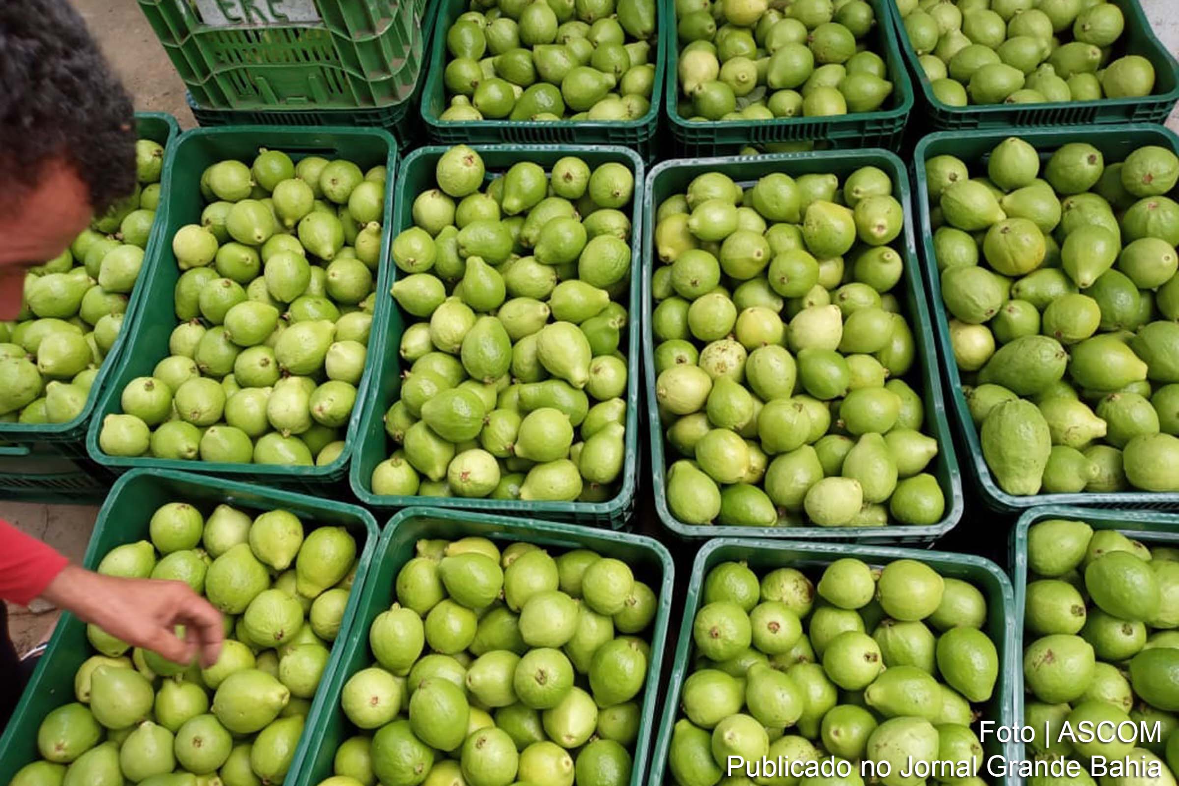 Os investimentos do Governo do Estado no perímetro irrigado do município de Ponto Novo, território de Piemonte Norte do Itapicuru, permitiram um novo ciclo produtivo para as mais de 200 famílias agricultoras que vivem na região.