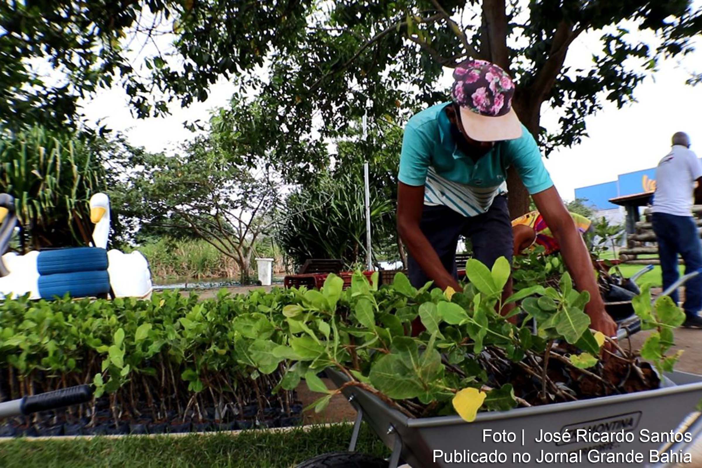 A espécie, considerada mais resistente a pragas e doenças, além de ter destacado custo-benefício em relação a produtividade, é totalmente propícia ao solo e clima da zona rural do município.