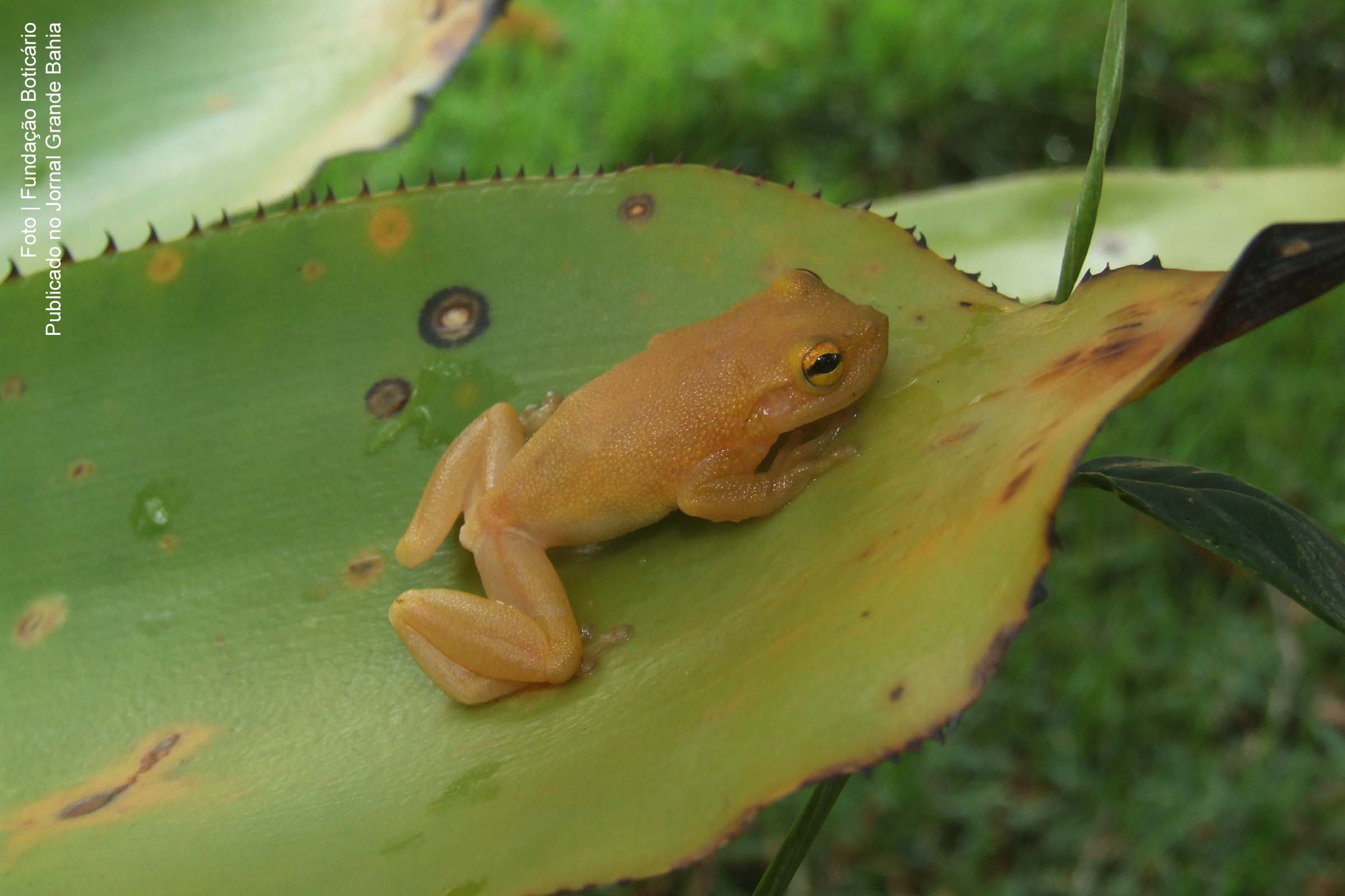Pererequinha-de-bromélia foi encontrada na Bahia.