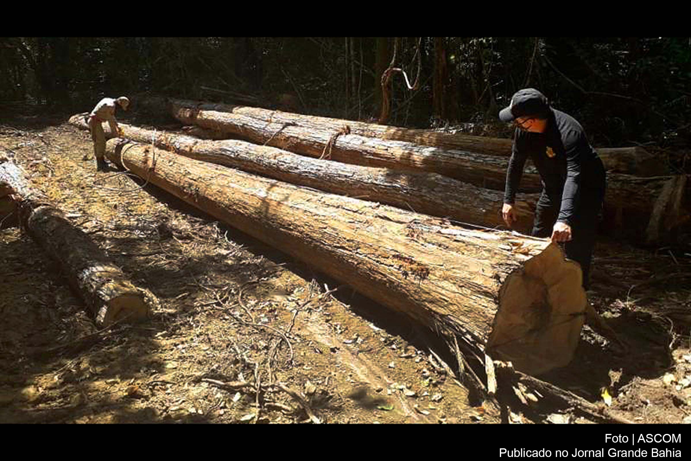 São Felix do Xingu 07 08 2020-Ao todo, seis peritos criminais do NCA do CPCRC foram encaminhados para participar da Operação Amazônia Viva, que foram distribuídos entre os municípios que receberam as ações de combate ao desmatamento, que fizeram as análises periciais em todas as apreensões feitas pela Semas e a Divisão Especializada em Meio Ambiente e Proteção Animal (DEMAPA) que também participou da operação.De maneira específica, o trabalho pericial envolveu a análise da dimensão da área que foi devastada, que foi calculada em 29.409 hectares de área validada para embargo, assim como a vegetação. A perícia envolveu a cubagem das toras de madeiras em tora que foram registradas em 2.751 m³ além das perícias veiculares nos caminhões, motocicletas, reboque e tratores que foram apreendidos, e os exames periciais de balística nas armas de fogo e munições foto.