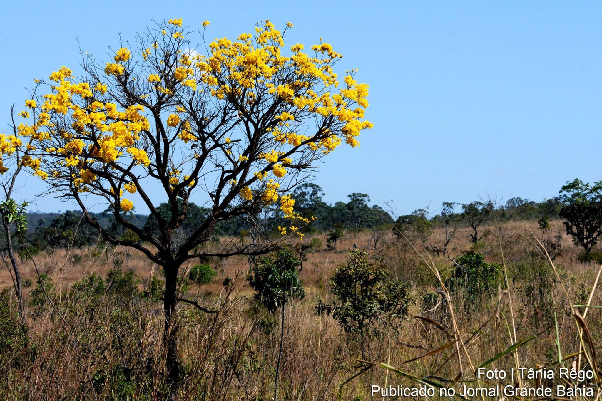 Agronegócio avança sobre áreas de biomas do Brasil.