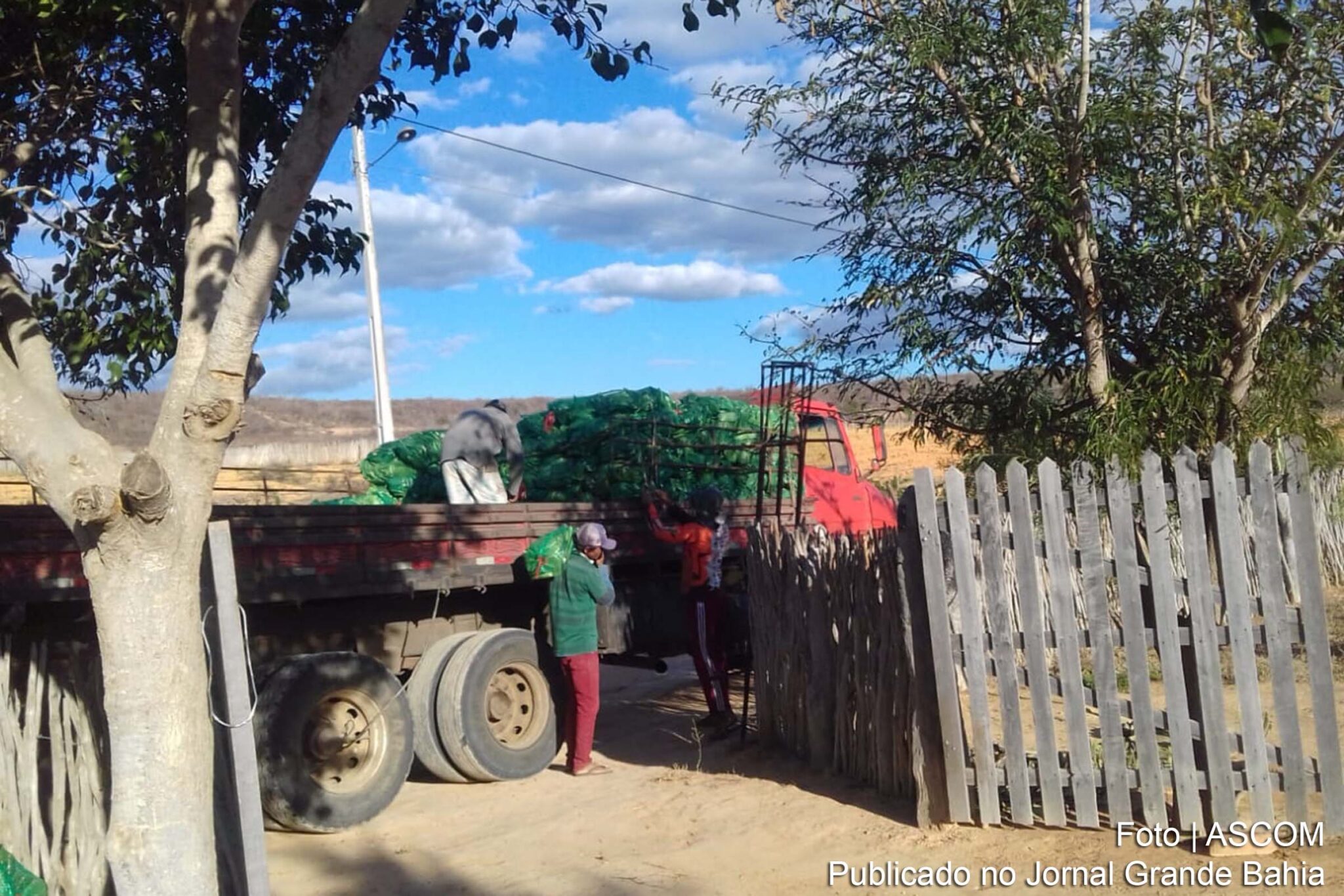 Governo do Estado realizou a entrega de mais de 1,1 milhão de mudas de palma para agricultores familiares ligados à Cooperativa de Produção Agropecuária de Giló (COOPAG).
