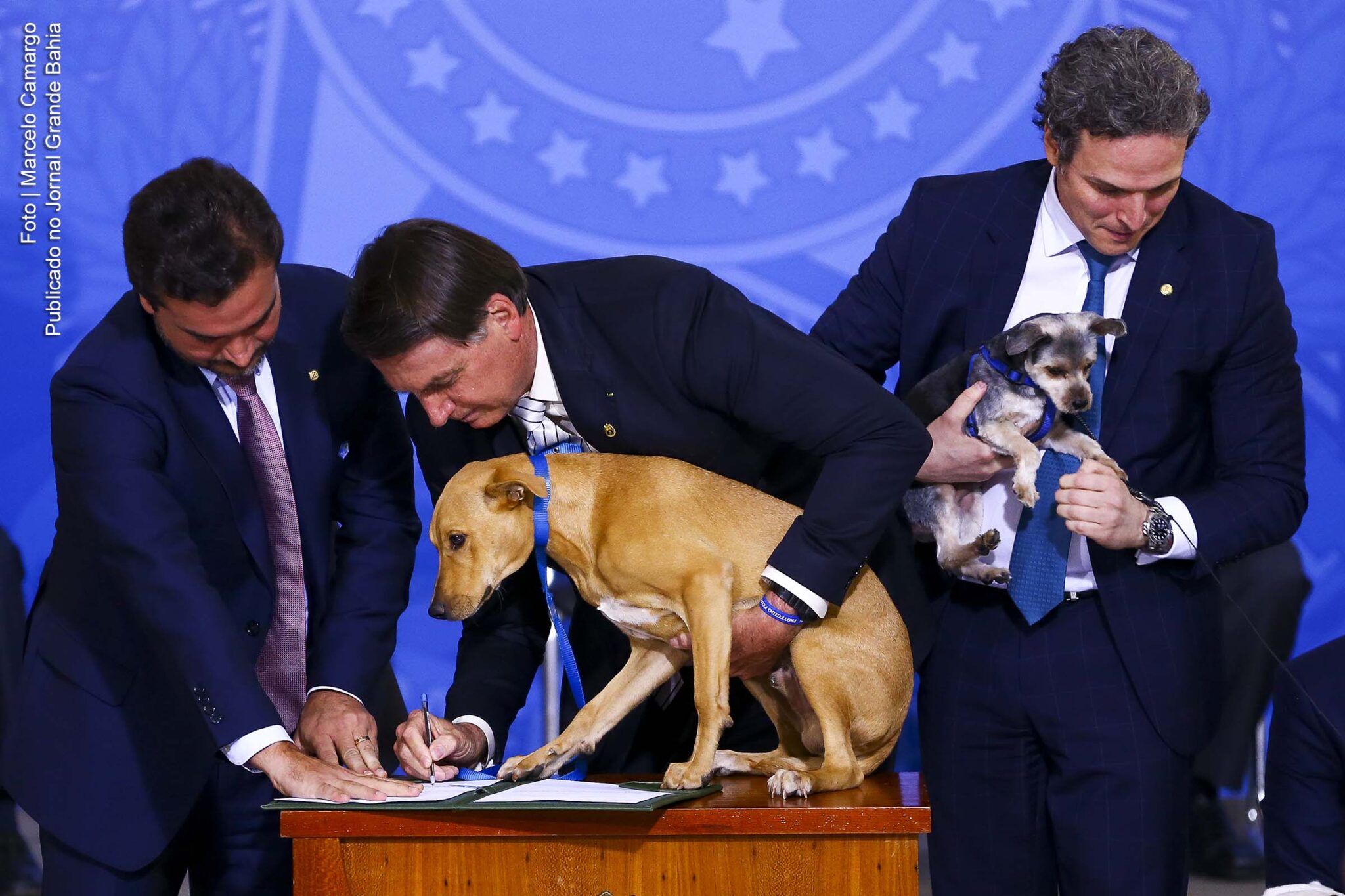 Presidente Jair Bolsonaro sancionou Lei que aumenta as penas para quem maltratar cães e gatos.