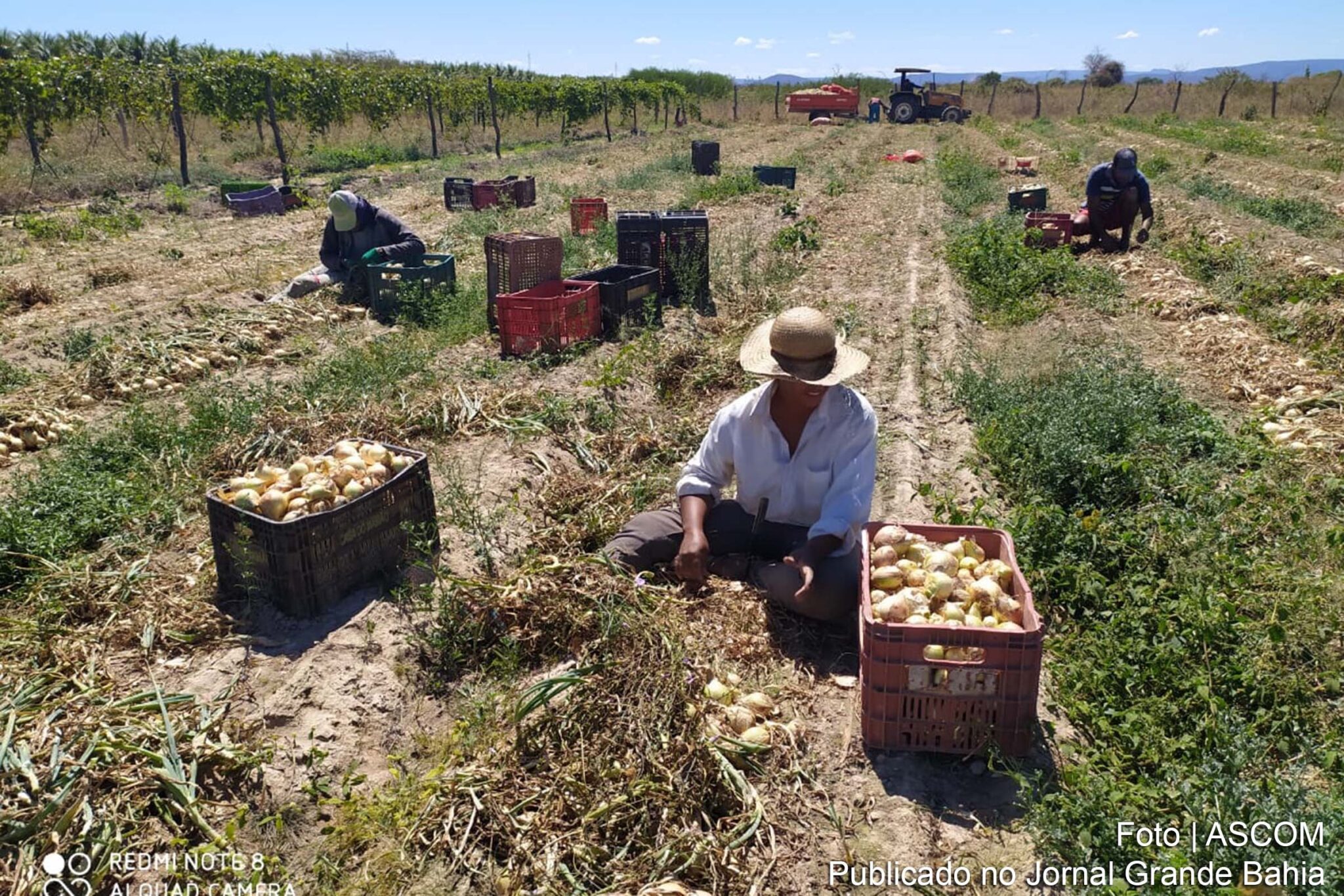 Produção da Associação dos Pescadores e Produtores Indígenas Tuxá.