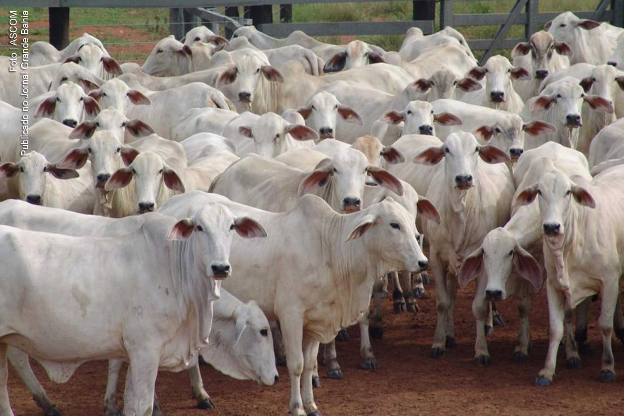 Bahia inicia 2ª etapa de vacinação contra a Febre Aftosa