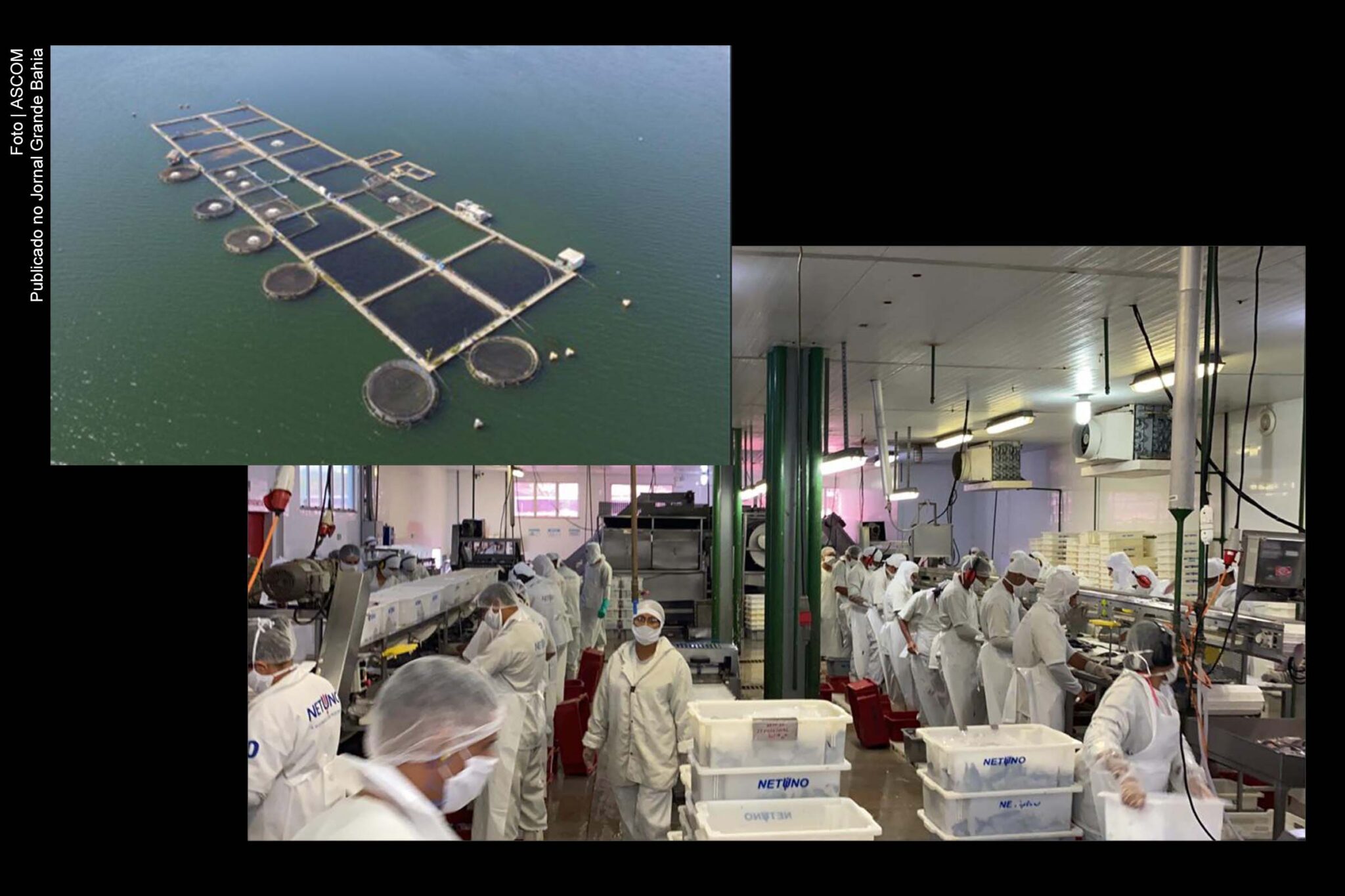 Agrofish Brasil anuncia investimento de R$ 1,2 milhão em unidade de Paulo Afonso.