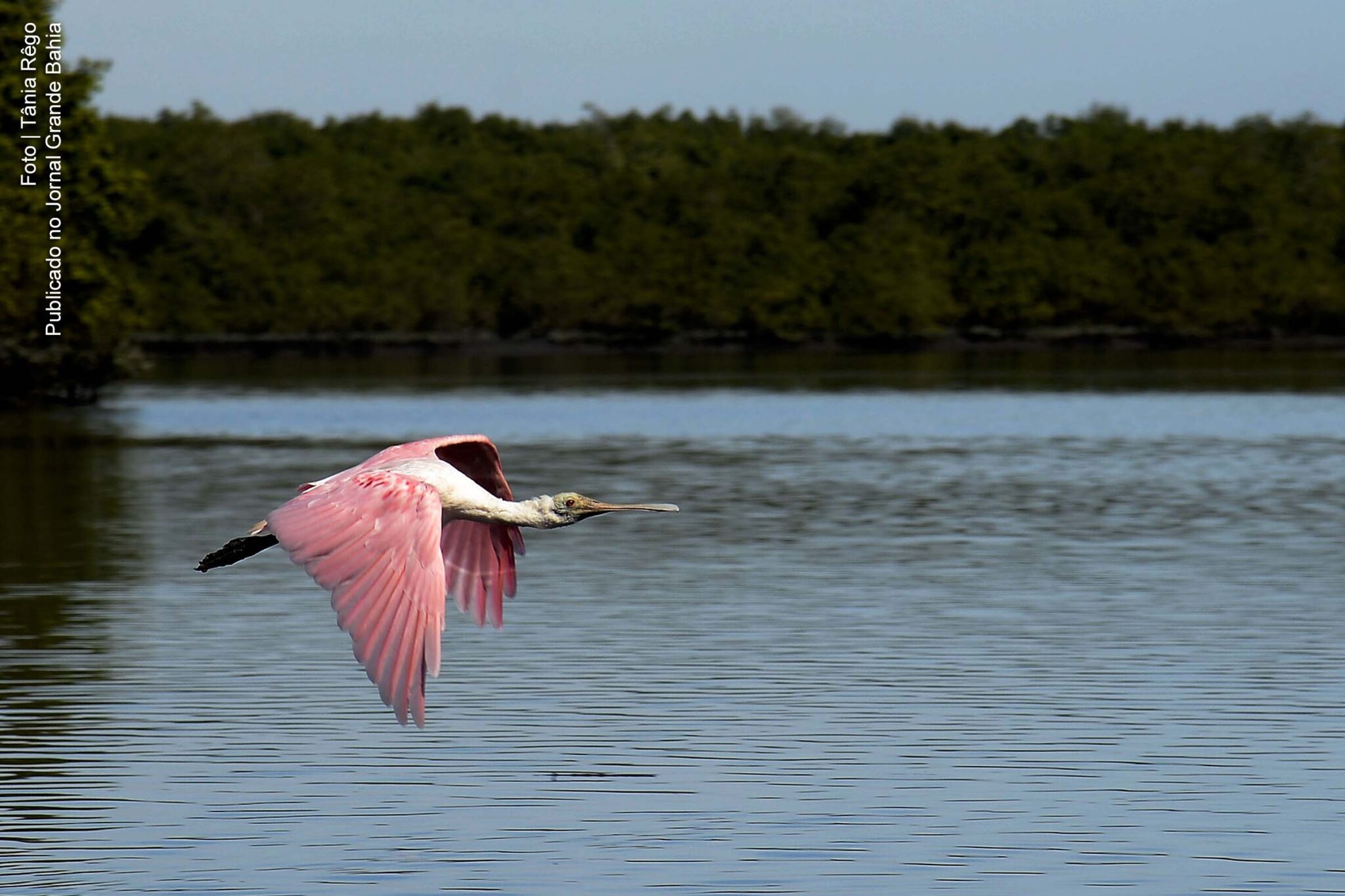 Biomas da Estação Ecológica da Guanabara e manguezais da APA de Guapi-mirim.