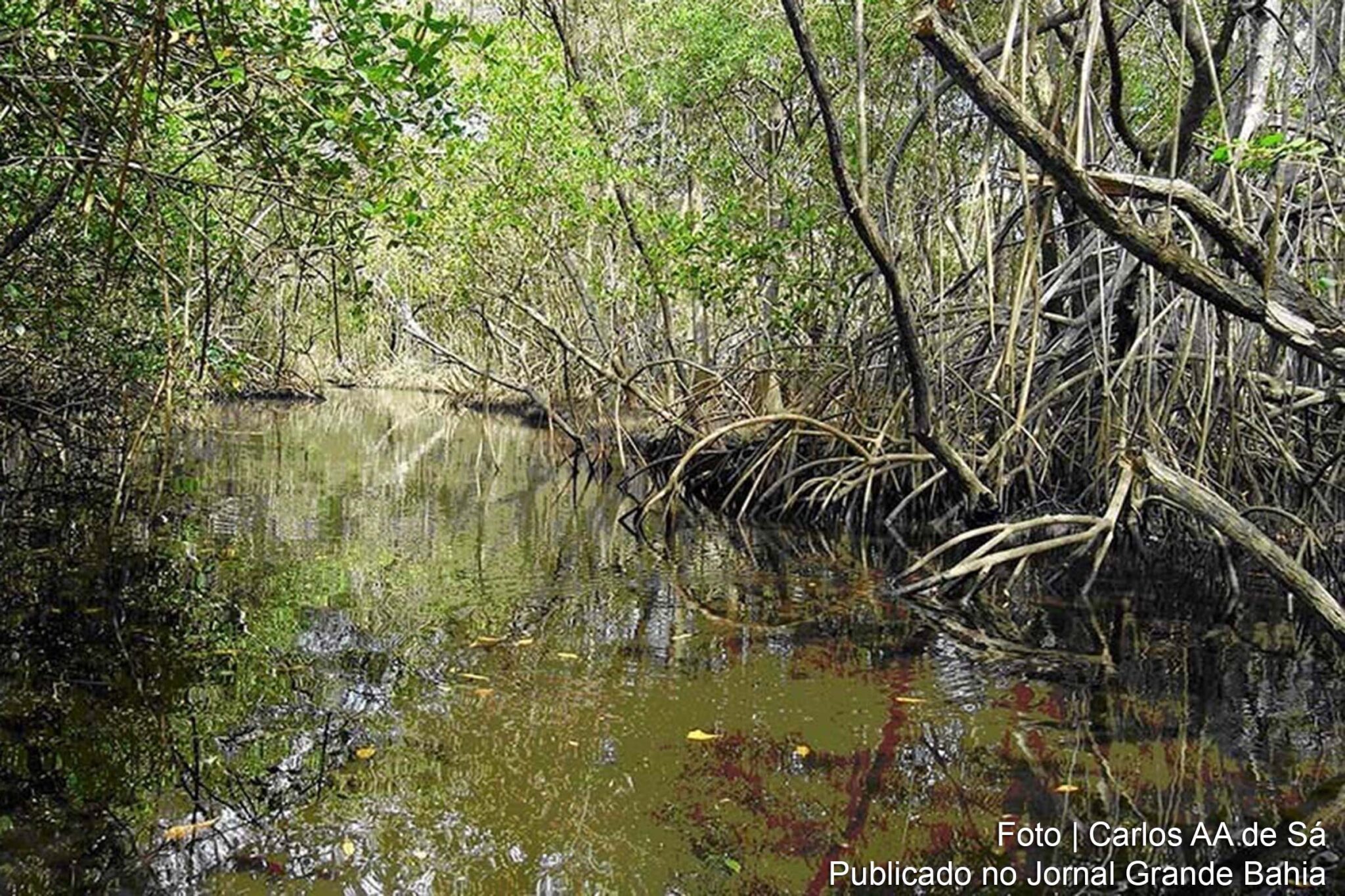 O Conama, presidido por Ricardo Salles, havia revogado duas resoluções de proteção ambiental.