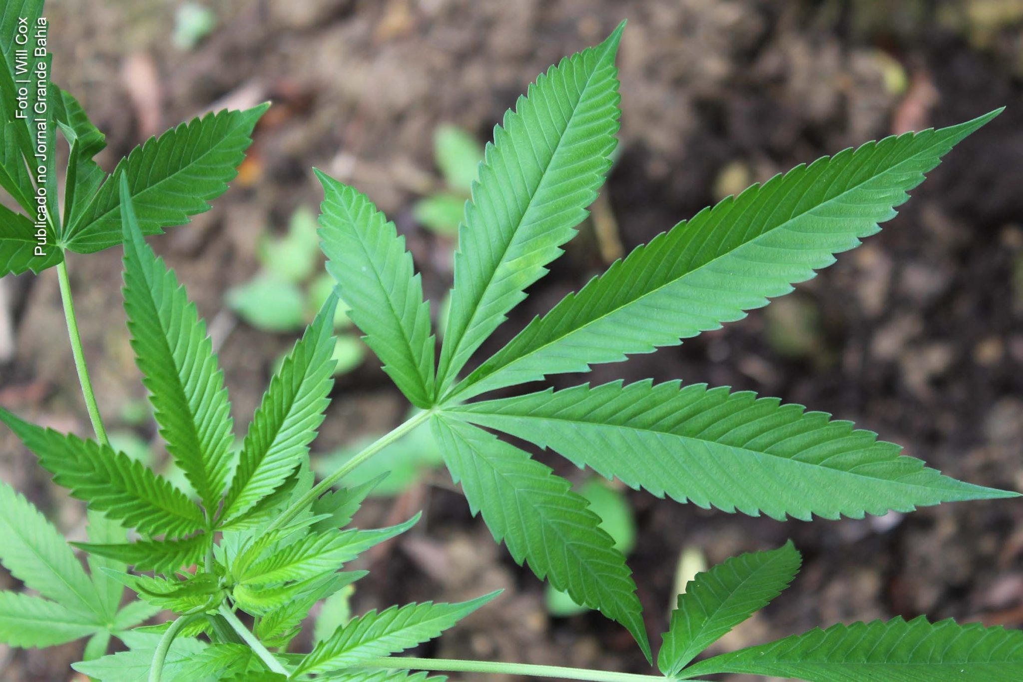 Uso da maconha recreativa está sendo gradualmente liberado nos EUA.