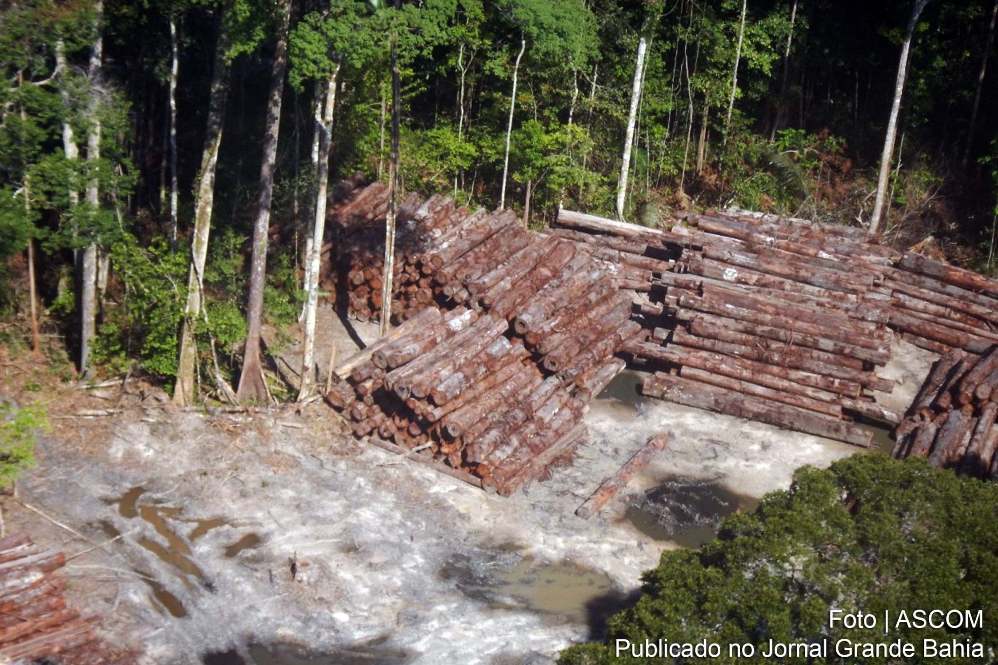 Apreensão de madeira nativa da história do Brasil, feita pela Polícia Federal na divisa do Pará com o Amazonas.