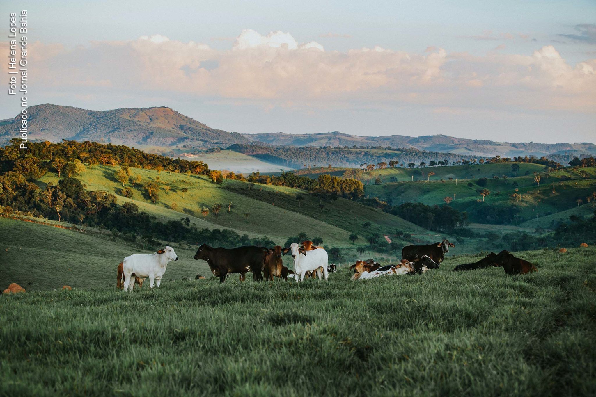 O modelo de Sistemas Agrossilvipastoris (SASP) é a combinação intencional de árvores (árvores ou outras espécies perenes lenhosas), pastagem e gado.