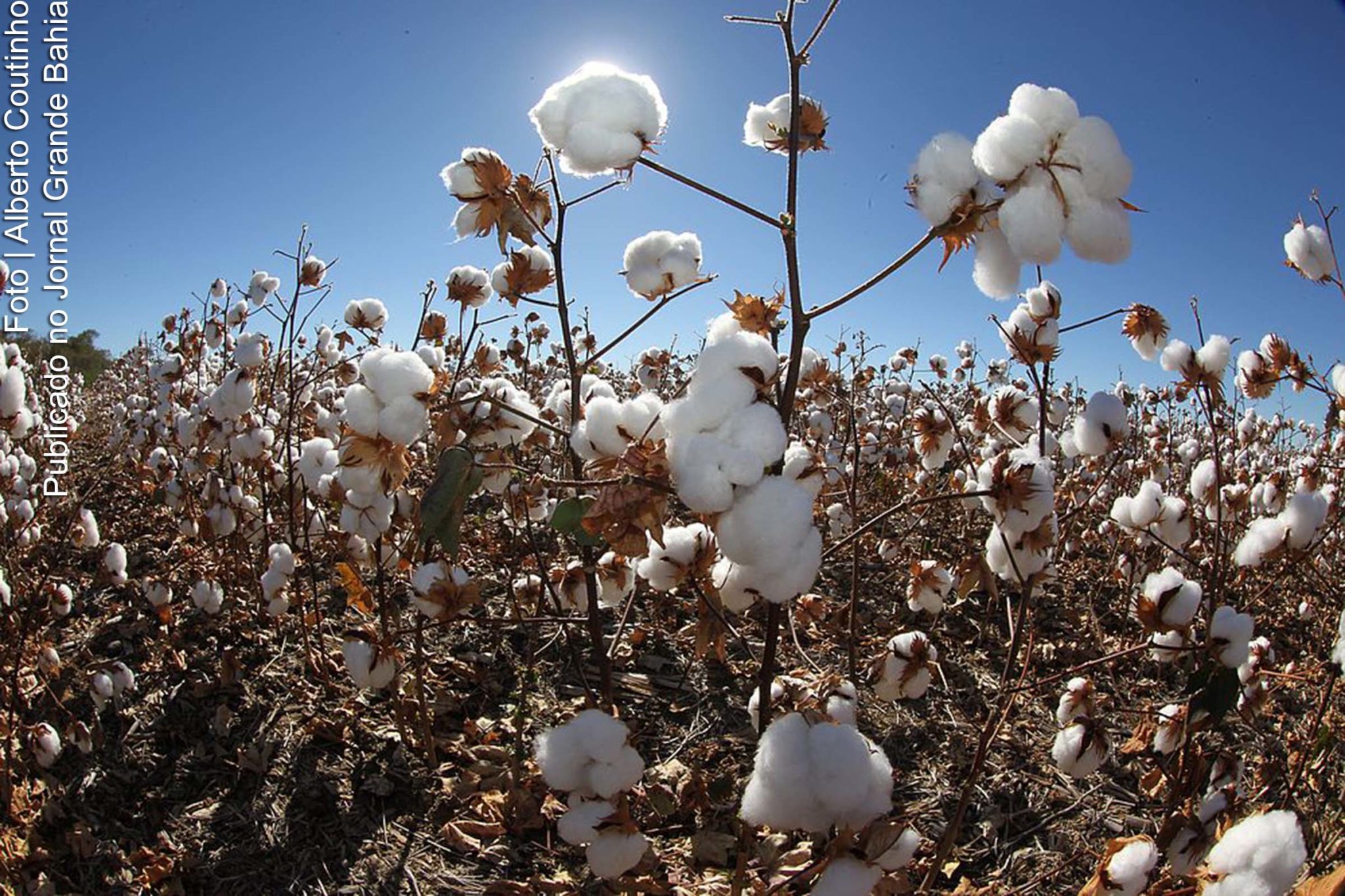 No terceiro trimestre de 2020, o PIB do agronegócio totalizou R$ 17,2 bilhões enquanto o PIB baiano fechou o trimestre em R$ 74 bilhões.
