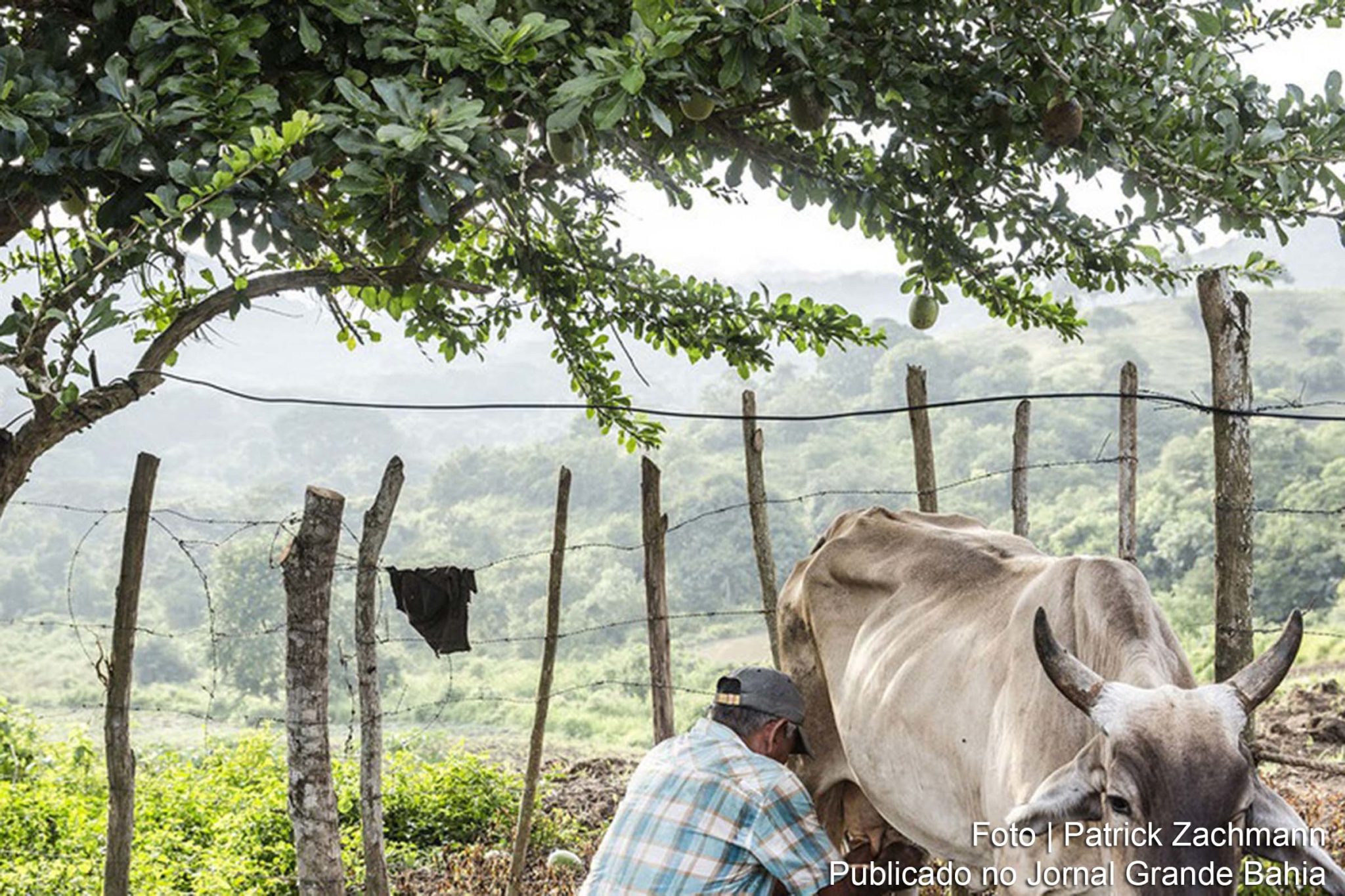 Preço dos alimentos em tendência de alta global pelo sétimo mês consecutivo, diz FAO