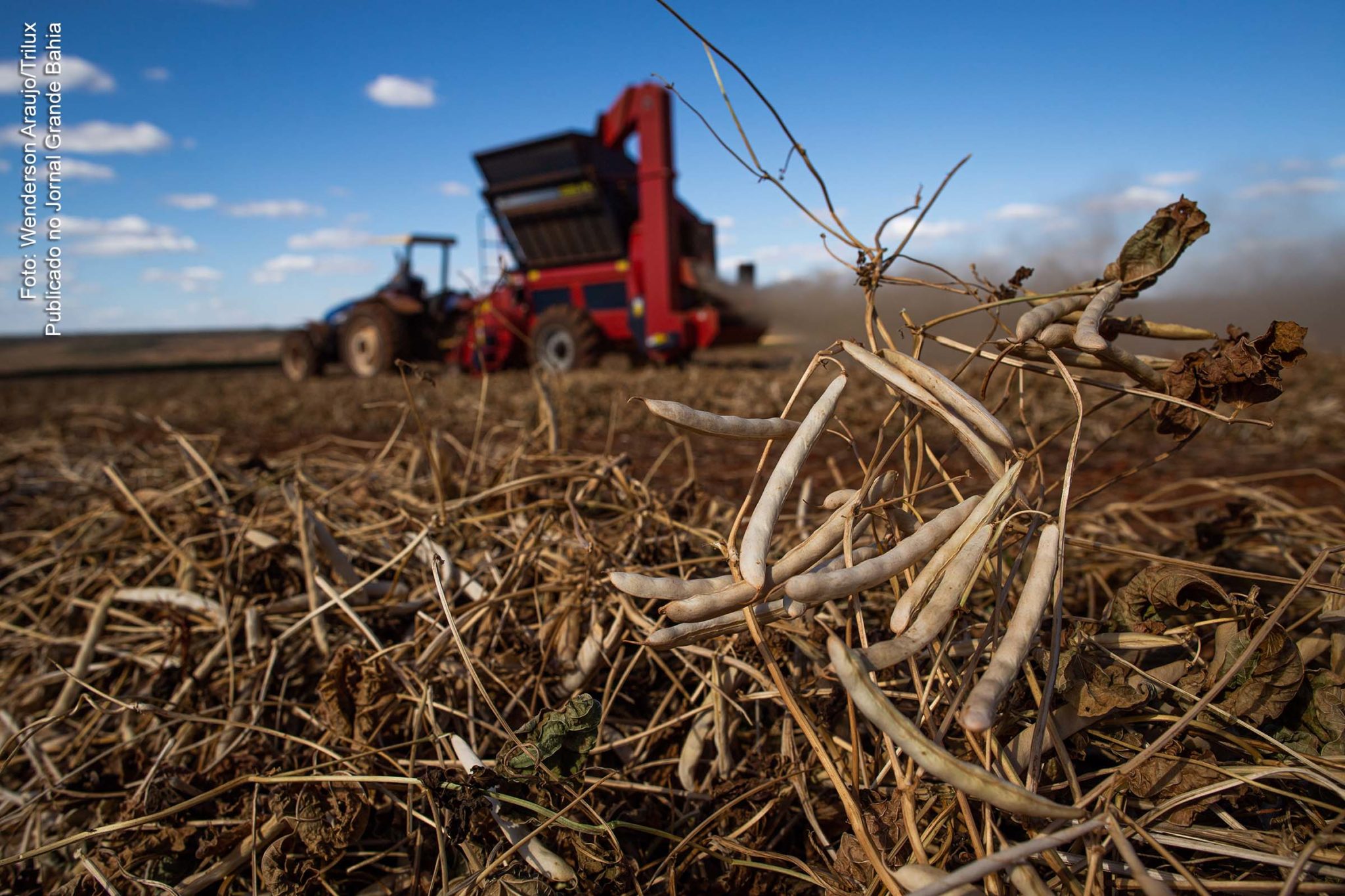 Bahia tem safra recorde grãos em 2020.