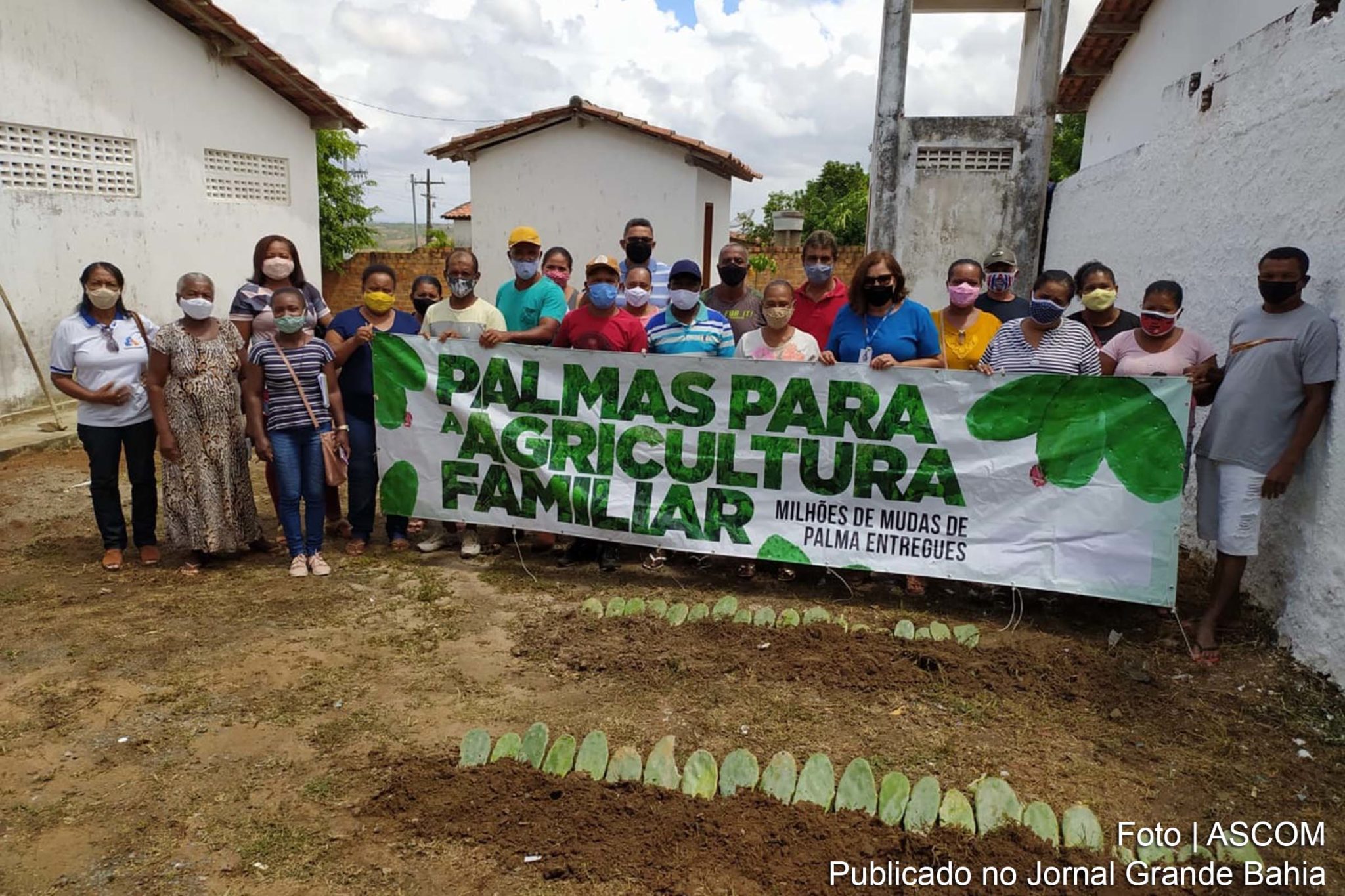 Foram distribuídas mudas de palmas, resistentes à praga cochonilha do carmim, destinadas à implantação de reserva estratégica de alimentos para o rebanho de caprino, ovino ou bovino de leite.