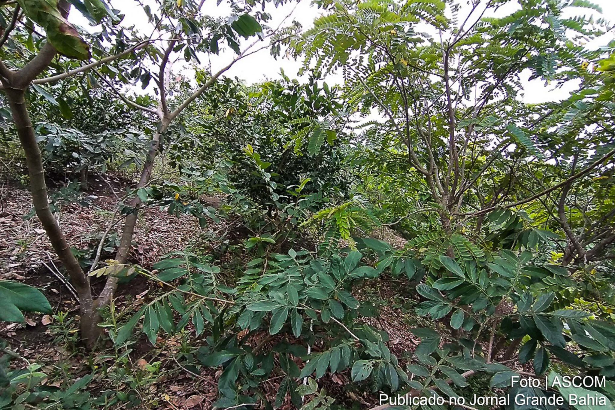 O Protocolo de Nagoia é um tratado internacional que estabelece regras para a divisão entre os países dos benefícios, monetários e não monetários, resultantes de pesquisas genéticas com a biodiversidade (como plantas e animais) e a utilização do conhecimento tradicional de comunidades indígenas e locais.