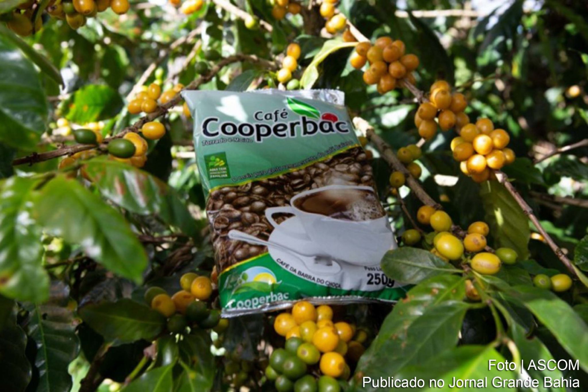 Governo do Estado inaugura Laboratório de Classificação Sensorial de Café no Sudoeste da Bahia