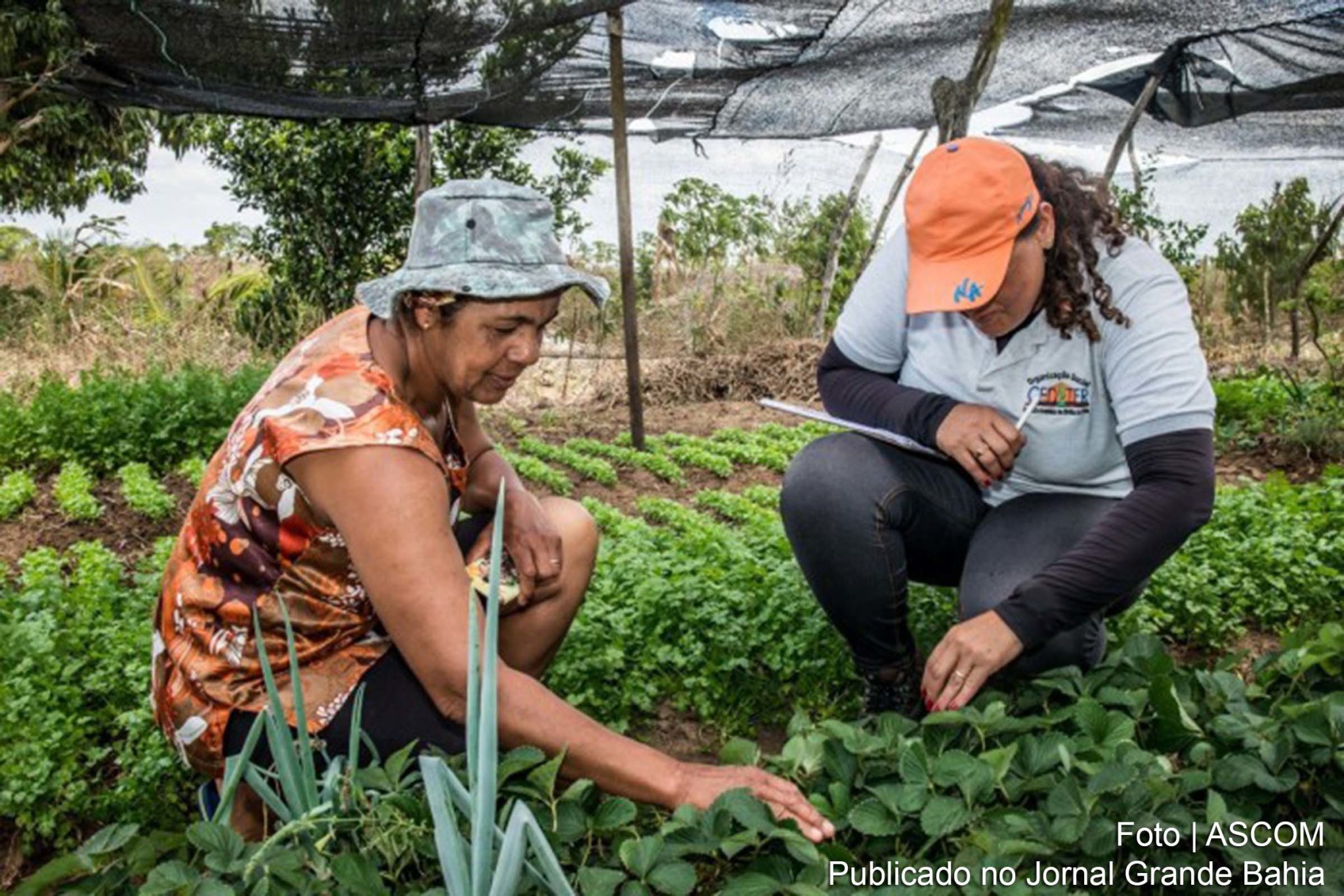Rural Produtivo conta histórias de mulheres agricultoras que construíram sua autonomia com a organização coletiva na agricultura familiar.