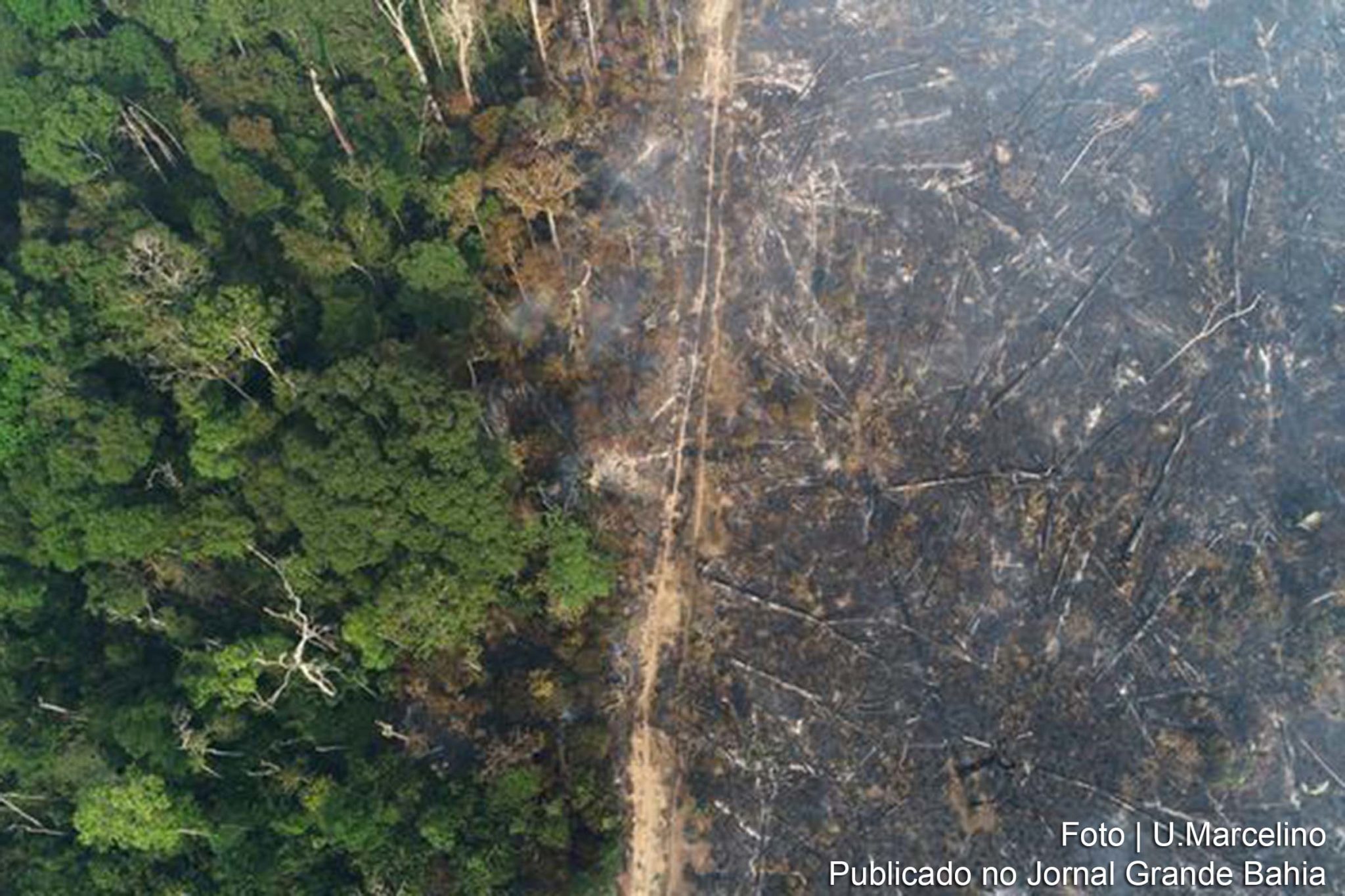 Soja, óleo de palma e carne bovina são os produtos mais importados de áreas desmatadas de florestas tropicais, afirma estudo do WWF. Brasil é um dos países que mais desmataram para produzir para a Europa.