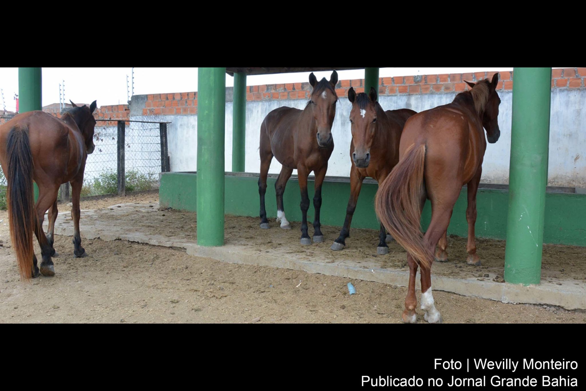 Centro de Zoonoses de Feira de Santana recolhe cavalos de via pública